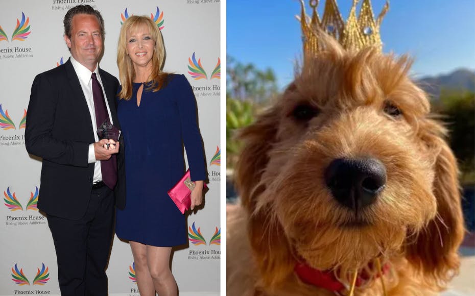 Lisa Kudrow ønsker at adoptere Matthew Perrys elskede hund Alfred.&nbsp;