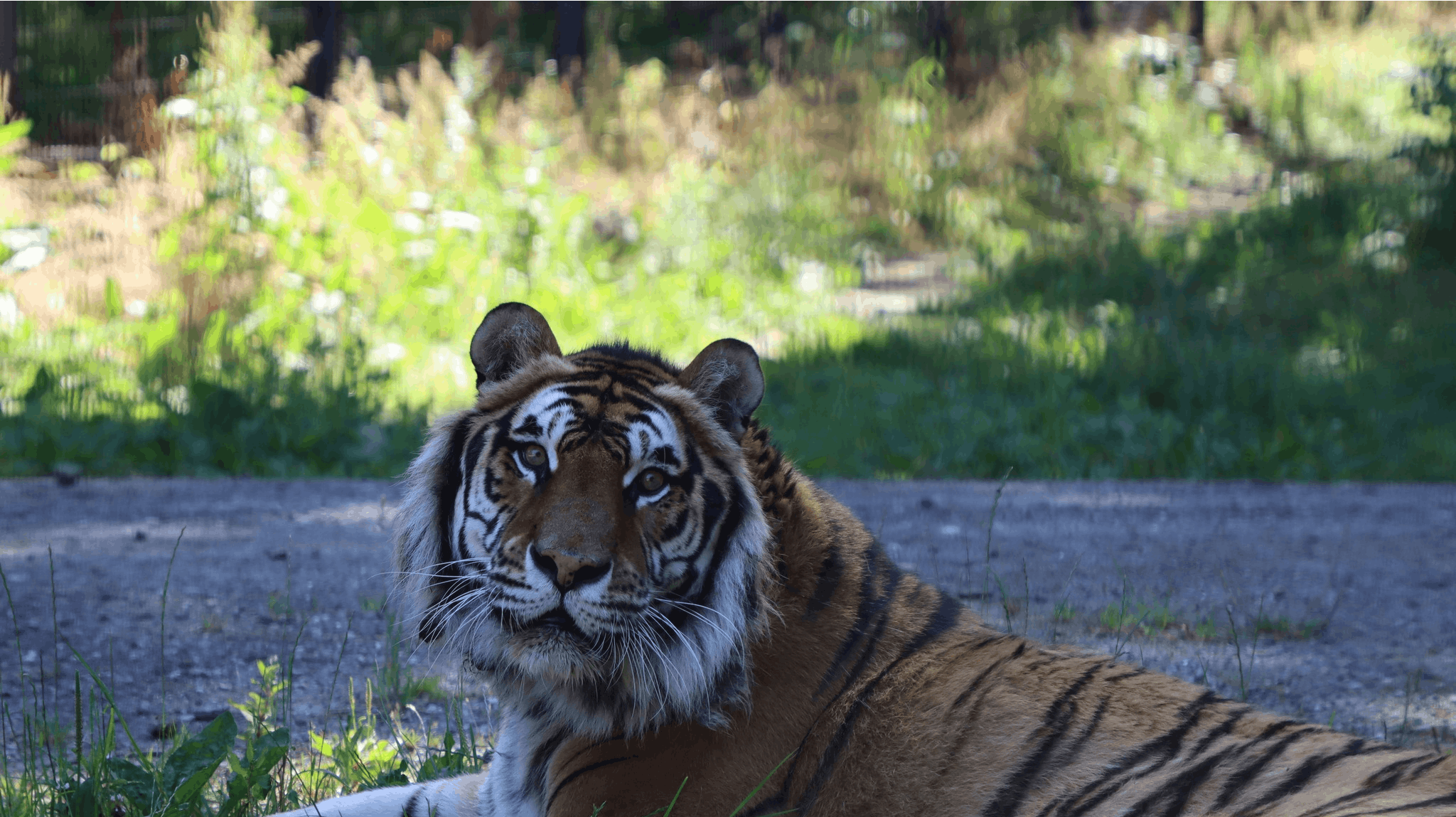 Knuthenborg Safaripark har set sig nødsaget til at aflive cirkustigeren Keni, som har boet i parken de sidste to år.