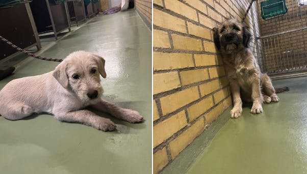 Midt- og Vestjyllands Politi efterlyser lige nu ejeren eller ejerne af to søde hunde, der tirsdag blev fundet i Skjern.&nbsp;