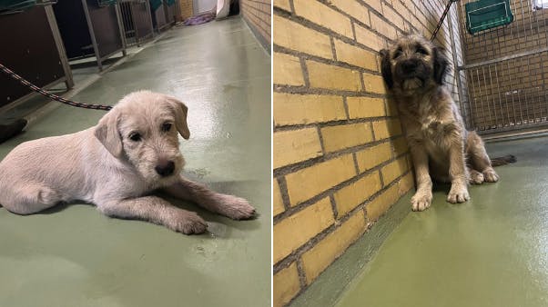 Midt- og Vestjyllands Politi efterlyser lige nu ejeren eller ejerne af to søde hunde, der tirsdag blev fundet i Skjern. 