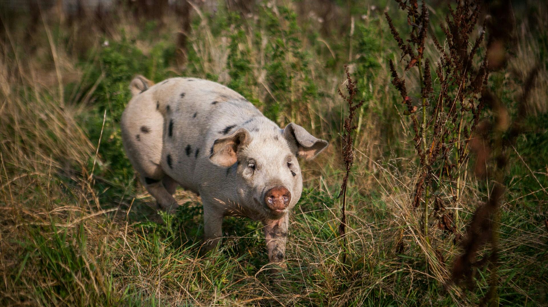 En bornholmsk vindbonde er blevet idømt en bøde på 5000 kroner for dyremishandling – mishandlingen bestod i at fodre grisen med cola.