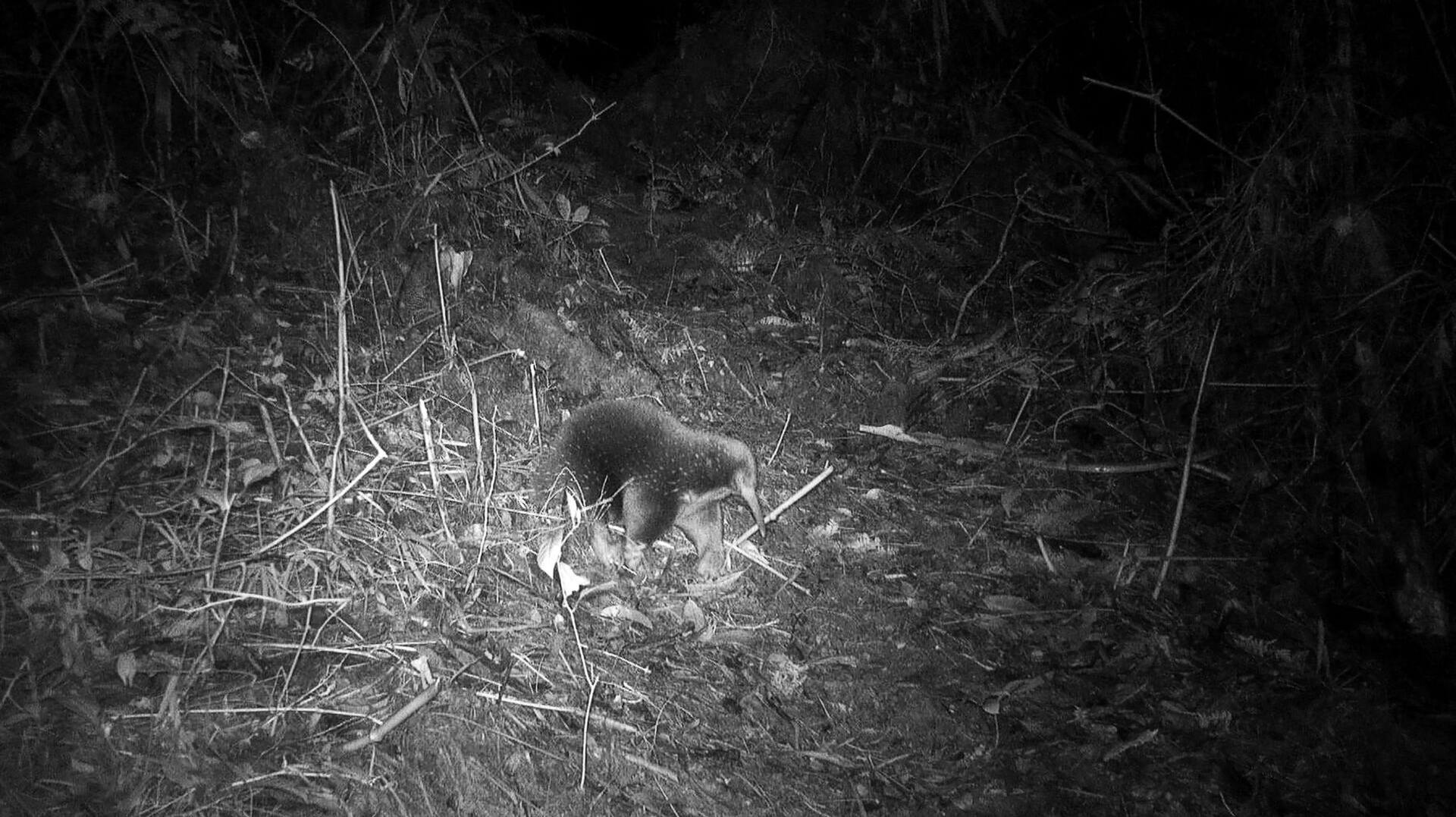 I 60 år frygtede man, at det langnæbbede myrepindsvin var uddød – men dette billede tyder på noget helt andet.