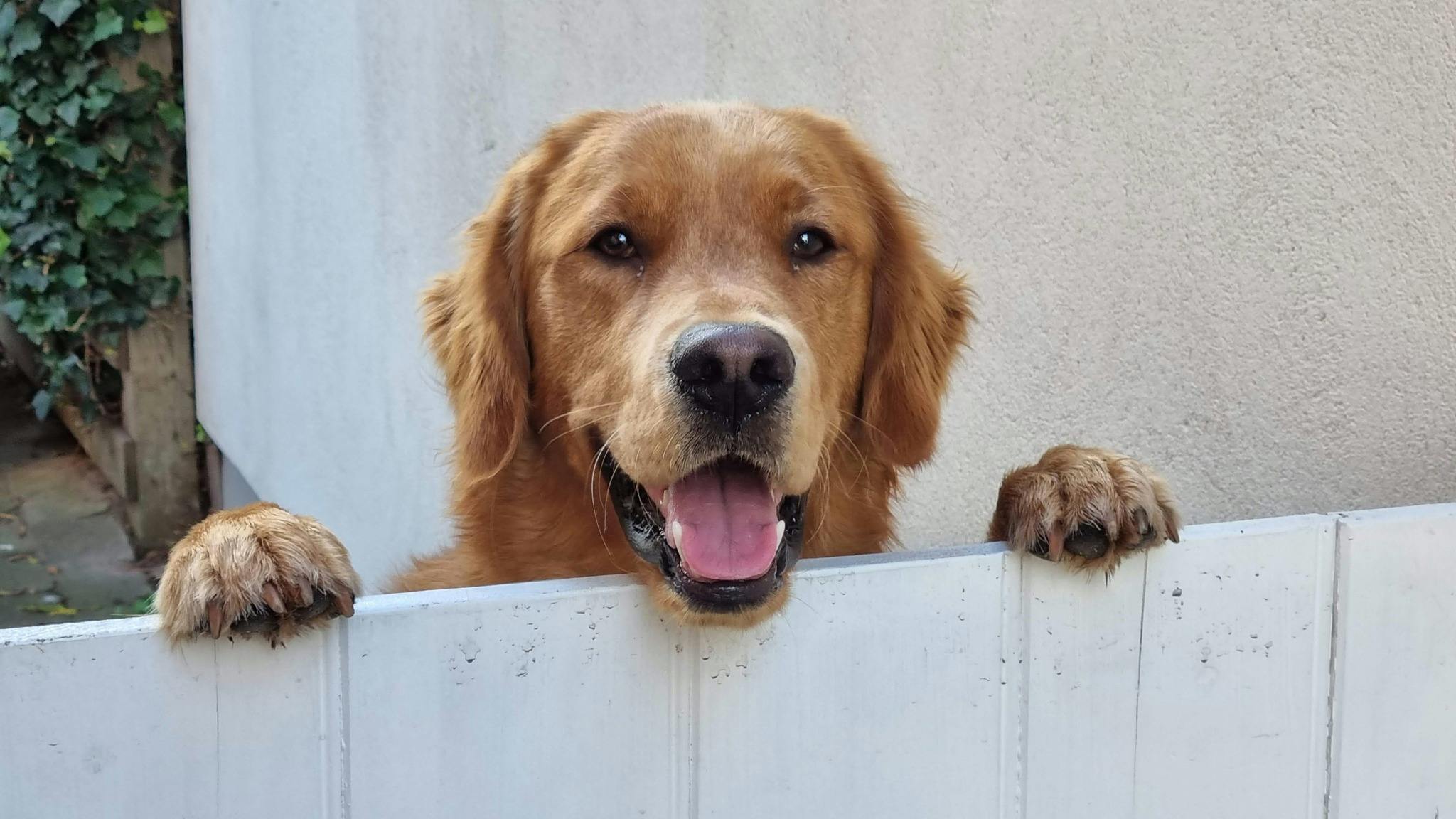 Hunden Louie blev i tirsdag stjålet fra en mand i Vordingborg. Fredag dukkede hunden op på Møn - en 56-årig kvinde havde tilsyneladende stjålet hunden.