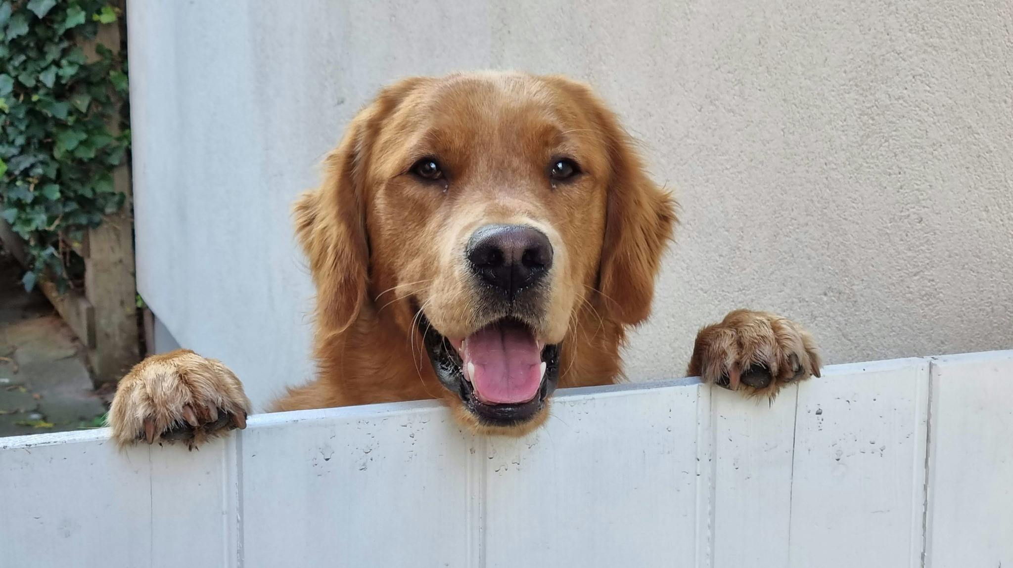 Hunden Louie blev i tirsdag stjålet fra en mand i Vordingborg. Fredag dukkede hunden op på Møn - en 56-årig kvinde havde tilsyneladende stjålet hunden.