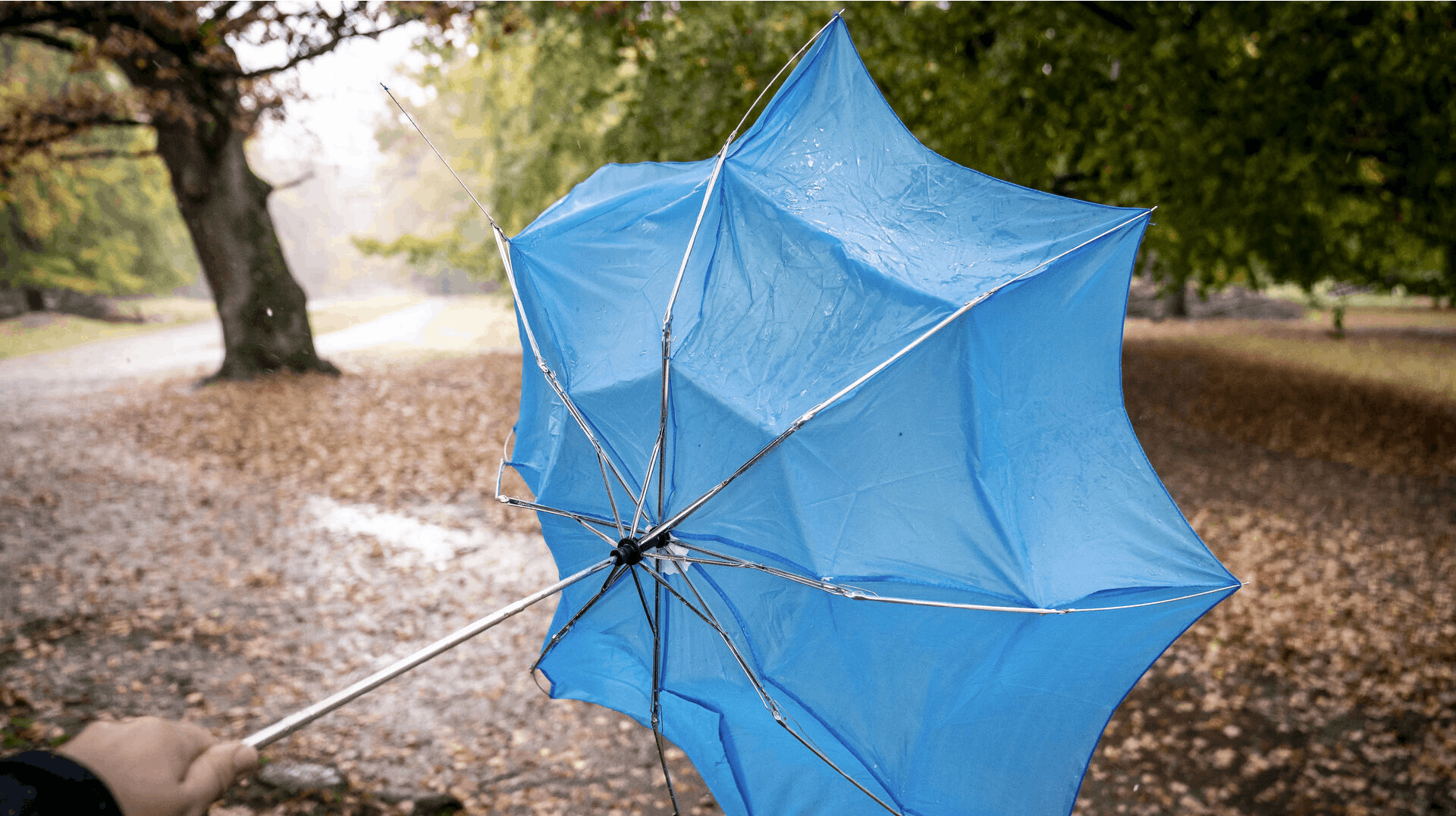 Blæst og regn i Dyrehaven i Klampenborg, onsdag den 20. oktober 2021.. (Foto: Mads Claus Rasmussen/Ritzau Scanpix)