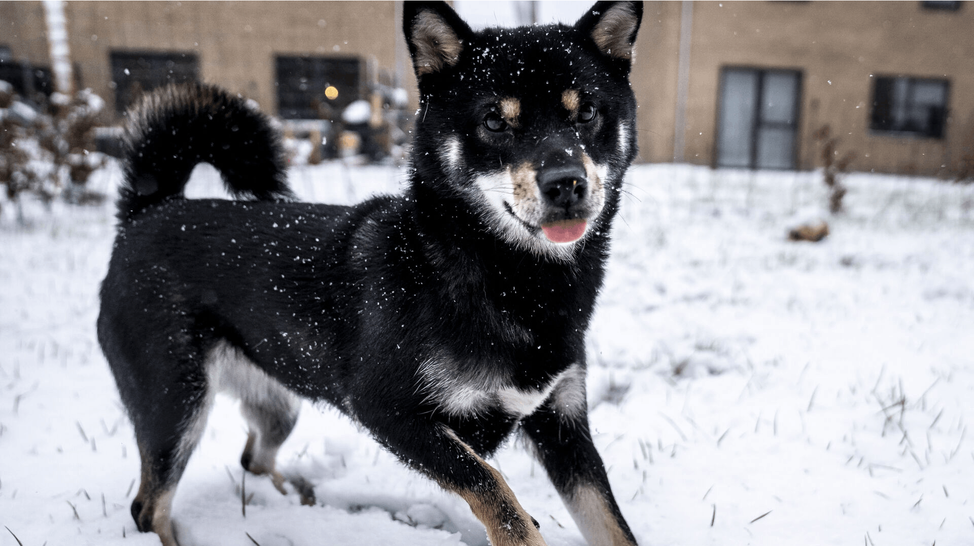 Hund nyder sne i Ringsted, onsdag den 6. januar 2021.. (Foto: Mads Claus Rasmussen/Ritzau Scanpix)