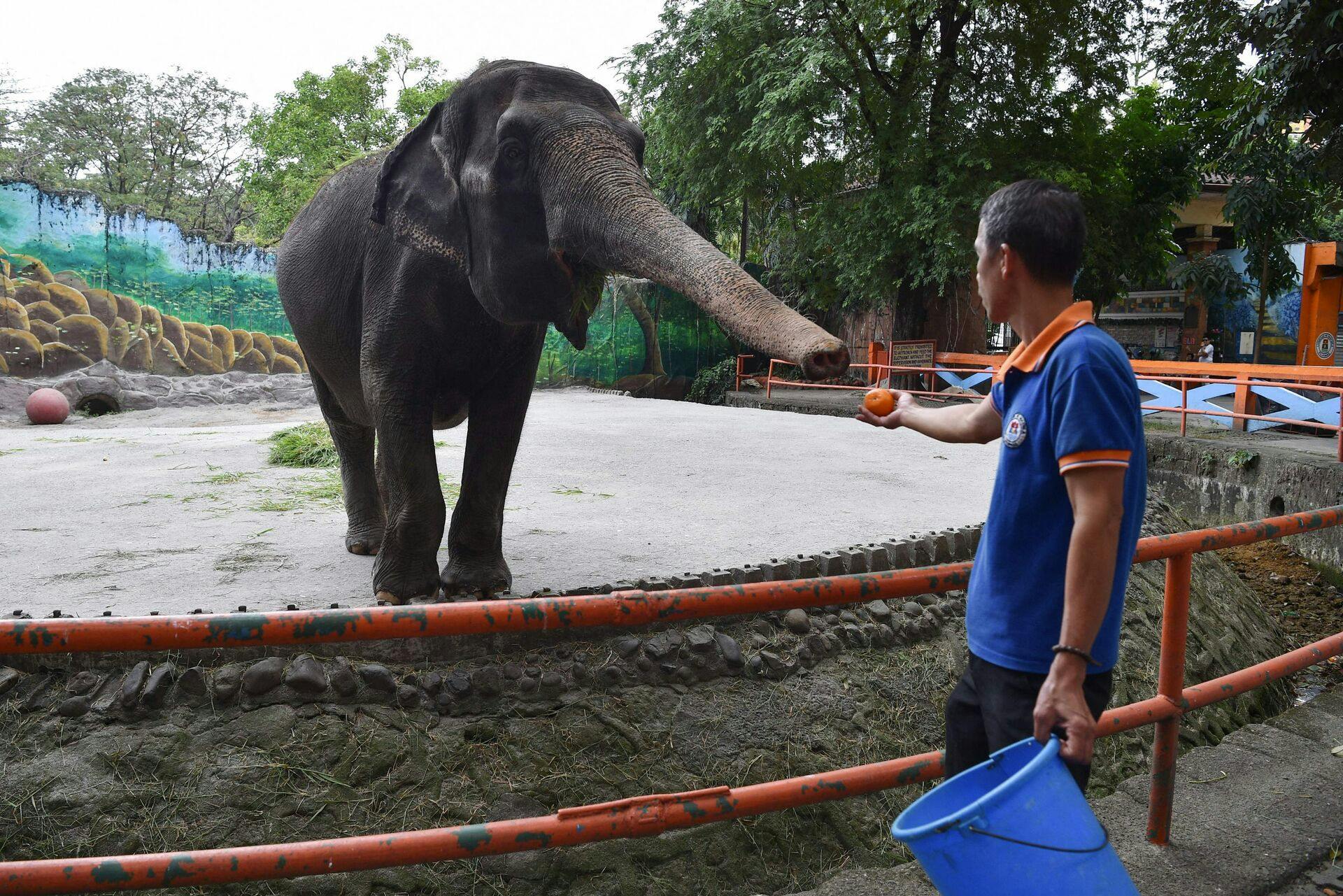 Efter næsten 50 års fangenskab i den zoologiske have i Filippinernes hovedstad, Manila, er hunelefanten Mali død.