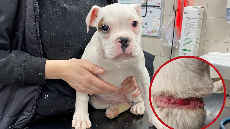 Dyreværnet rykkede i sidste uge ud til en anmeldelse om en tæve, der ”blev avlet for meget på”. Men det var nu et andet syn, der chokerede udrykningsmedarbejder Bonnie, da hun nåede frem til adressen.