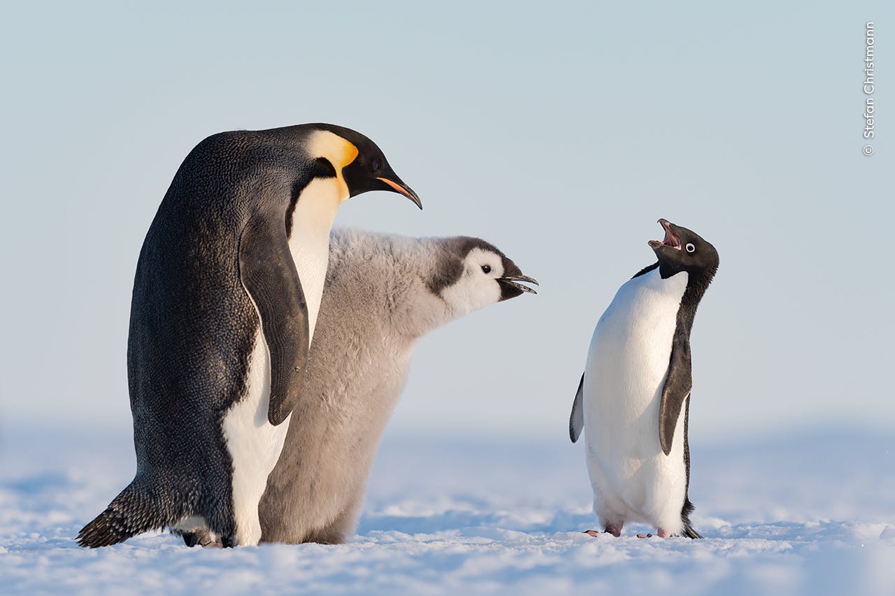 "En adeliepingvin (til højre) prøver på at blande sig, mens en kejserpingvin-unge fodres i Atkabugten i Antarktis." Sådan lyder beskrivelse til et af de 25 nominerede billeder, der har fået titlen "Ballademager".&nbsp;