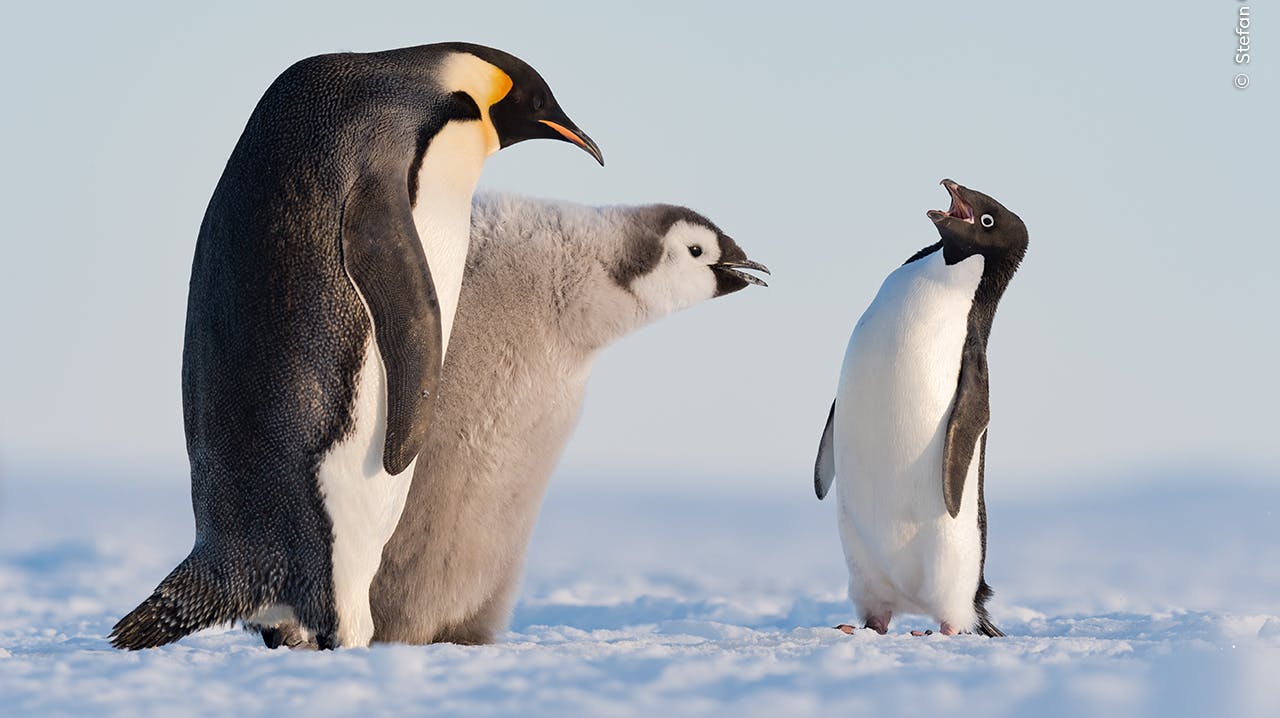 "En adeliepingvin (til højre) prøver på at blande sig, mens en kejserpingvin-unge fodres i Atkabugten i Antarktis." Sådan lyder beskrivelse til et af de 25 nominerede billeder, der har fået titlen "Ballademager". 