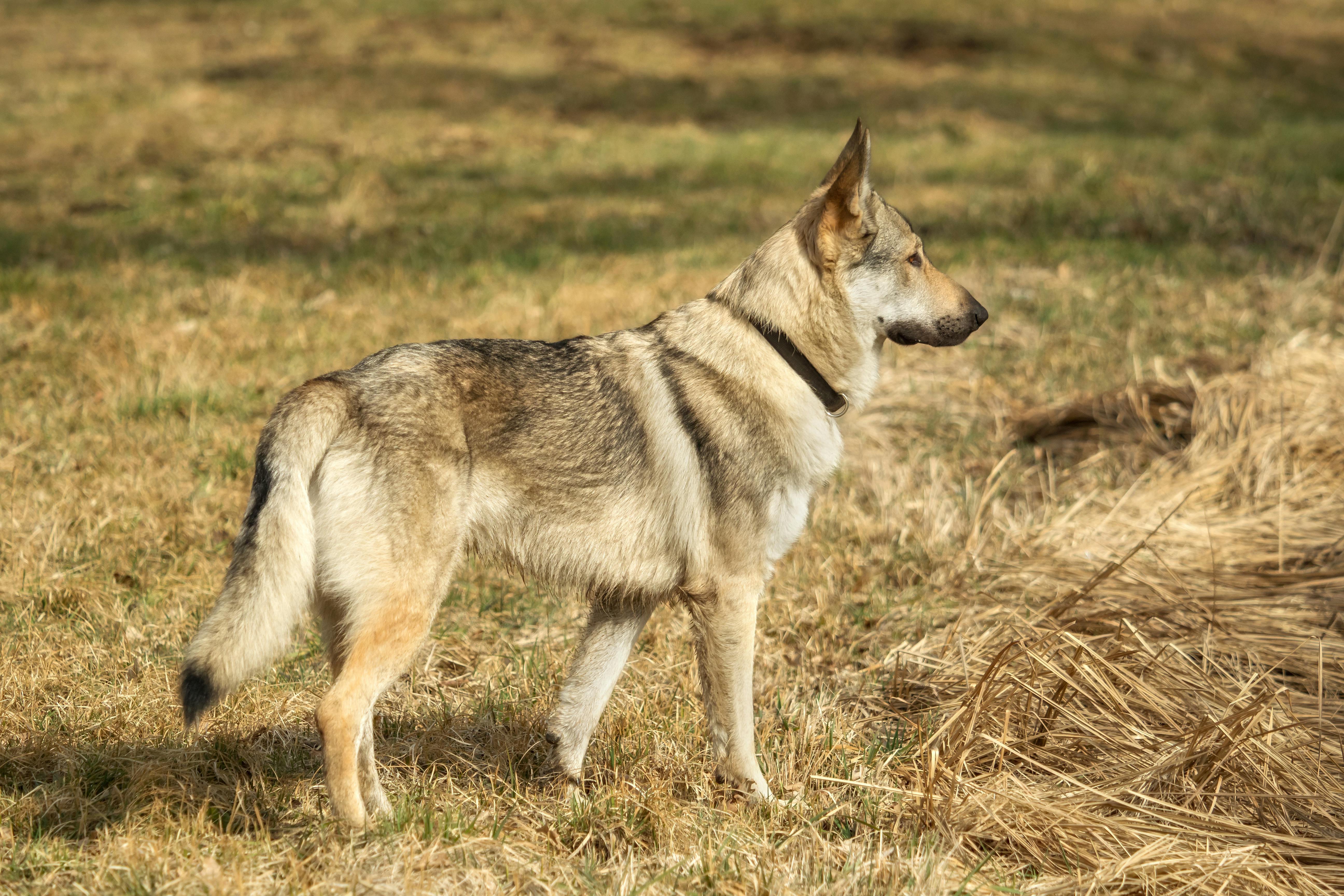 Et mix mellem en hund og en ulv kaldes en ulvehund. Torsdag i sidste uge angreb og dræbte en lignende hund et nyfødt barn. OBS: ARKIV FOTO: HUNDEN PÅ BILLEDET HAR INTET MED HISTORIEN AT GØRE.