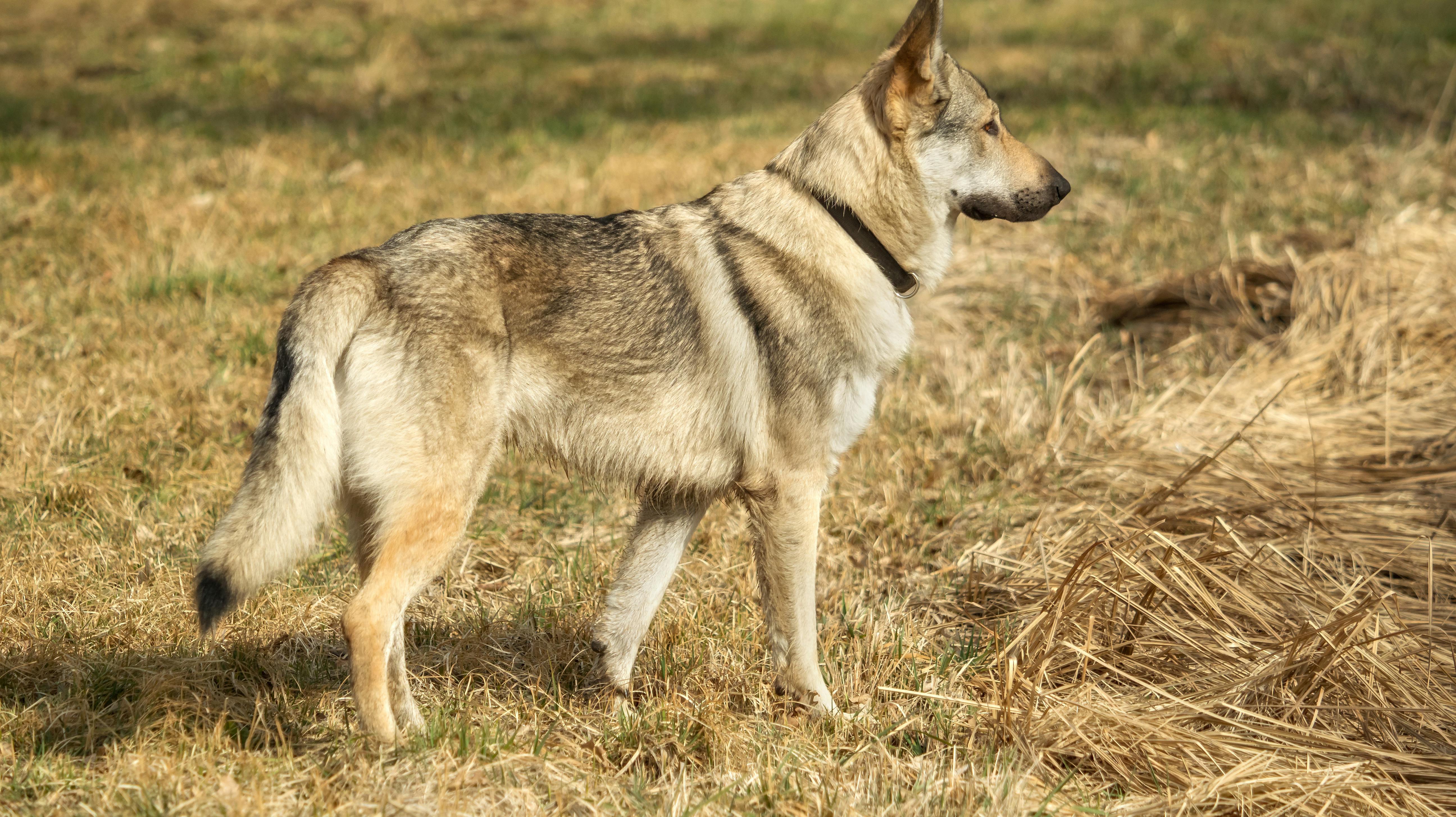 Et mix mellem en hund og en ulv kaldes en ulvehund. Torsdag i sidste uge angreb og dræbte en lignende hund et nyfødt barn. OBS: ARKIV FOTO: HUNDEN PÅ BILLEDET HAR INTET MED HISTORIEN AT GØRE.