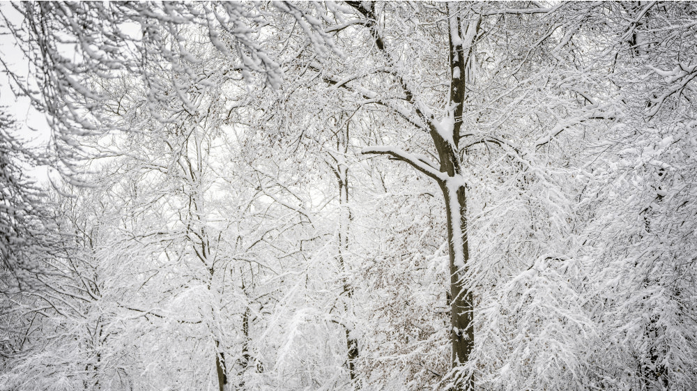 Sidste gang vi havde en landsdækkende hvid jul i Danmark var i 2010. Det kræver, at der mindst ligger 0,5 centimeter sne i 90 procent af landet. (Arkivfoto). 