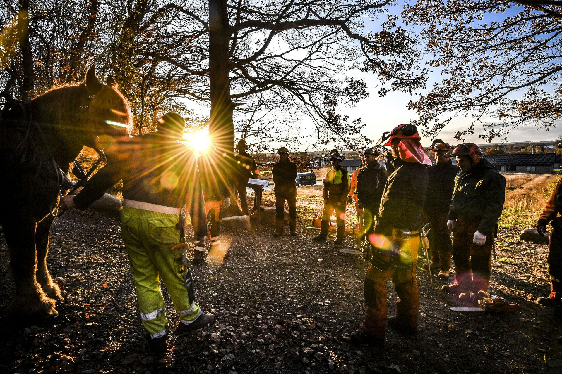 Et hold AMU - kursister fra Skovskolen Eldrupgård er i gang med at fælde træer i Porsebakkerne ved Auning.De får hjælp af Kristian Kjeldsen og hans to arbejdsheste. Foto: Annelene Petersen