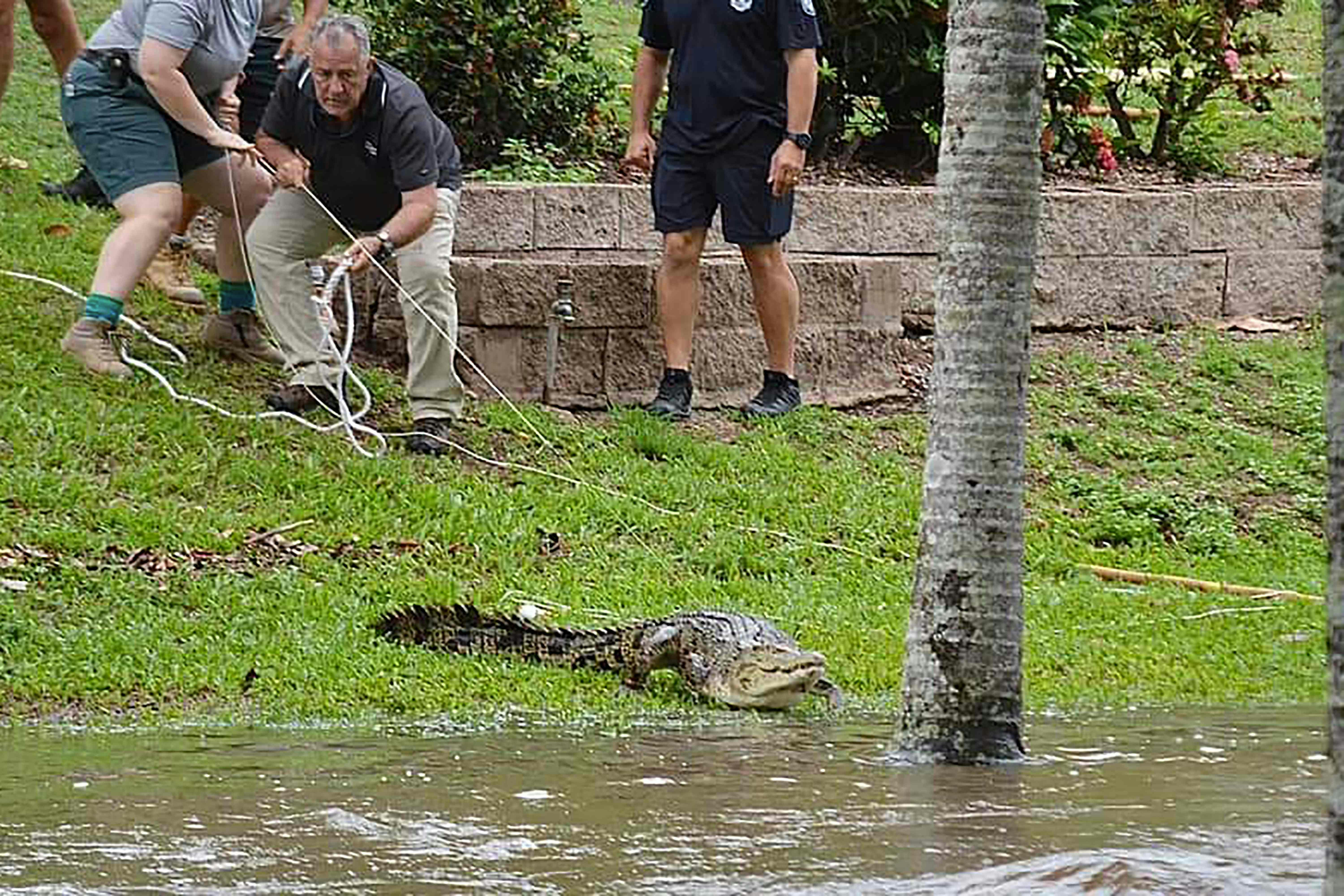 Krokodiller er ifølge lokale myndigheder som følge af voldsomt regnvejr og efterfølgende oversvømmelser "skyllet ind i" byen Ingham i det nordlige Queensland i Australien. 