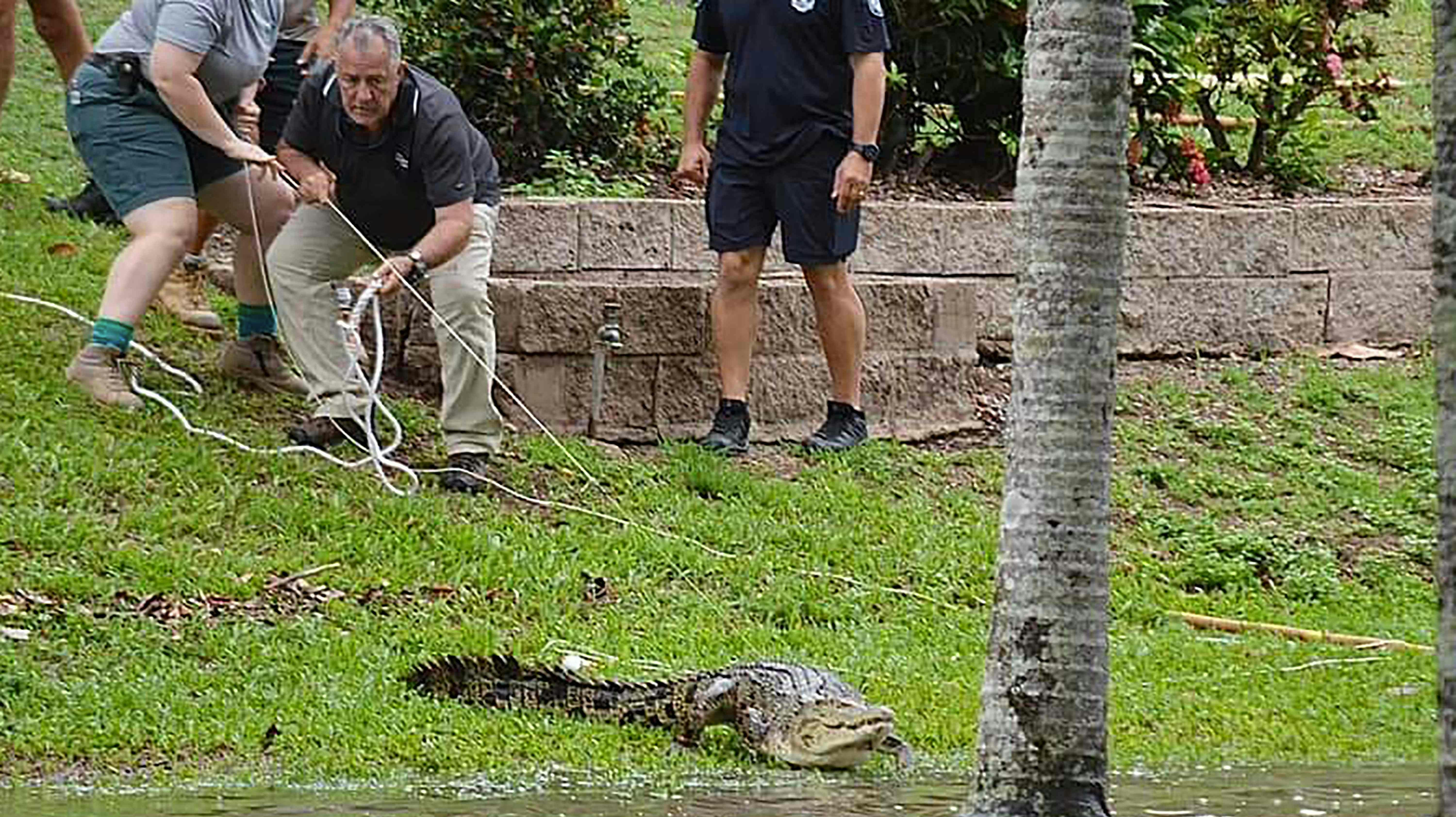 Krokodiller er ifølge lokale myndigheder som følge af voldsomt regnvejr og efterfølgende oversvømmelser "skyllet ind i" byen Ingham i det nordlige Queensland i Australien.