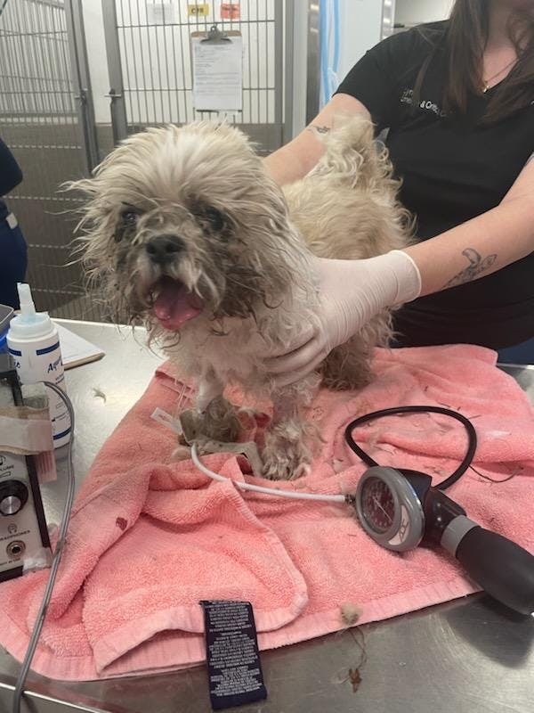 Lille Xyla blev hastet på hospitalet. Hunden er heldigvis ved godt mod.