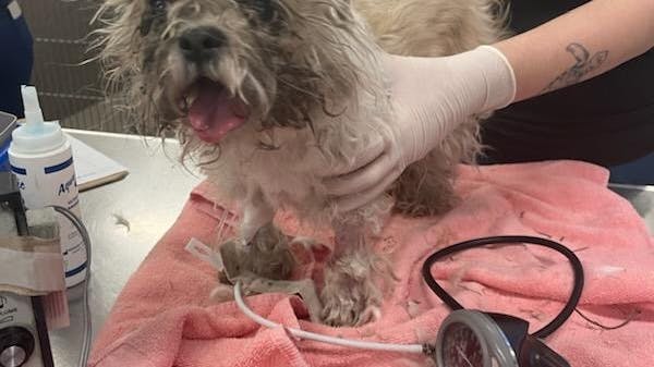 Lille Xyla blev hastet på hospitalet. Hunden er heldigvis ved godt mod.