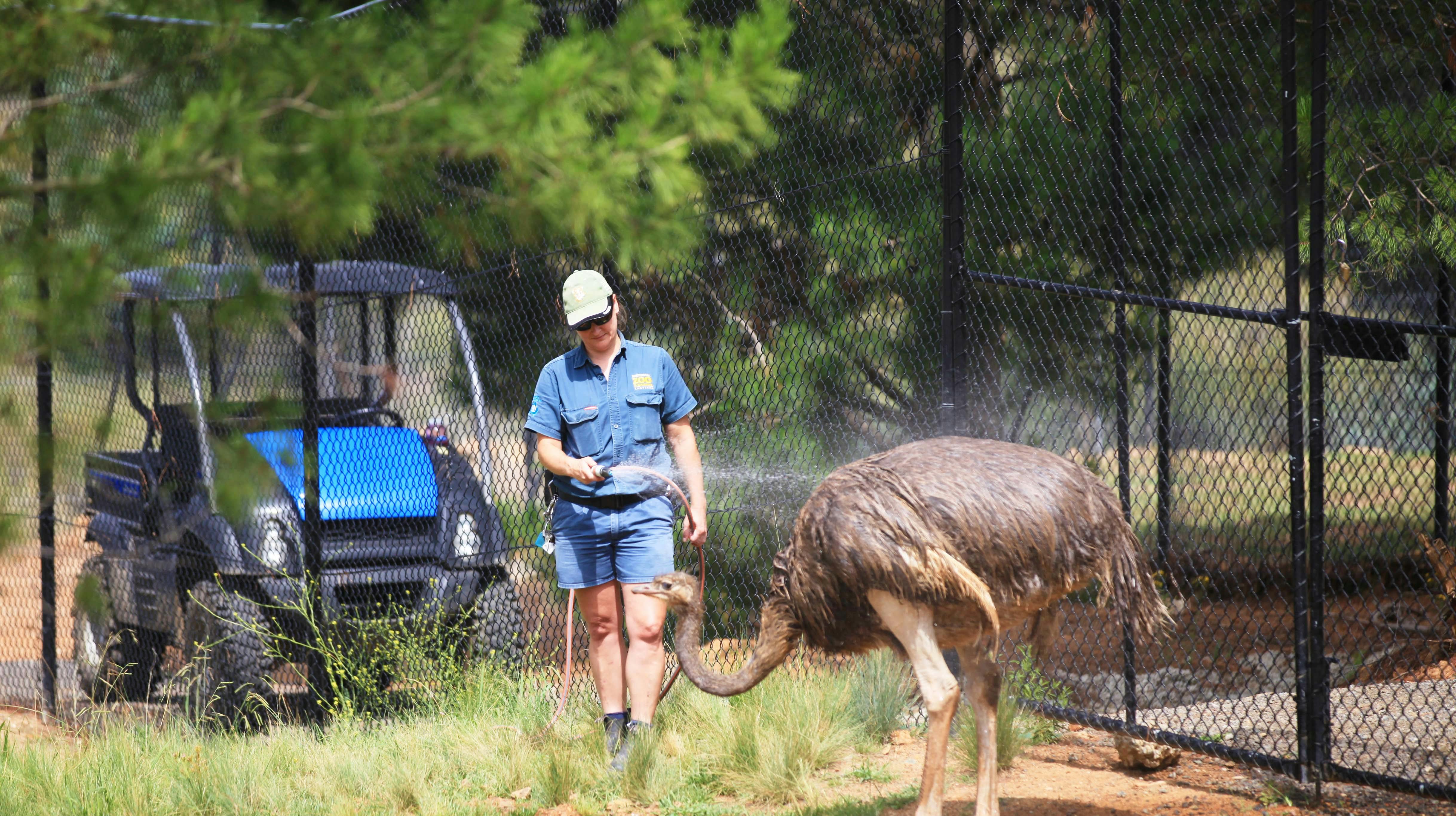 Det er denne zoologiske have i Camberra, der dannede den uhyggelige ramme for et blodigt drab. Kvinden på billedet har intet med sagen at gøre.