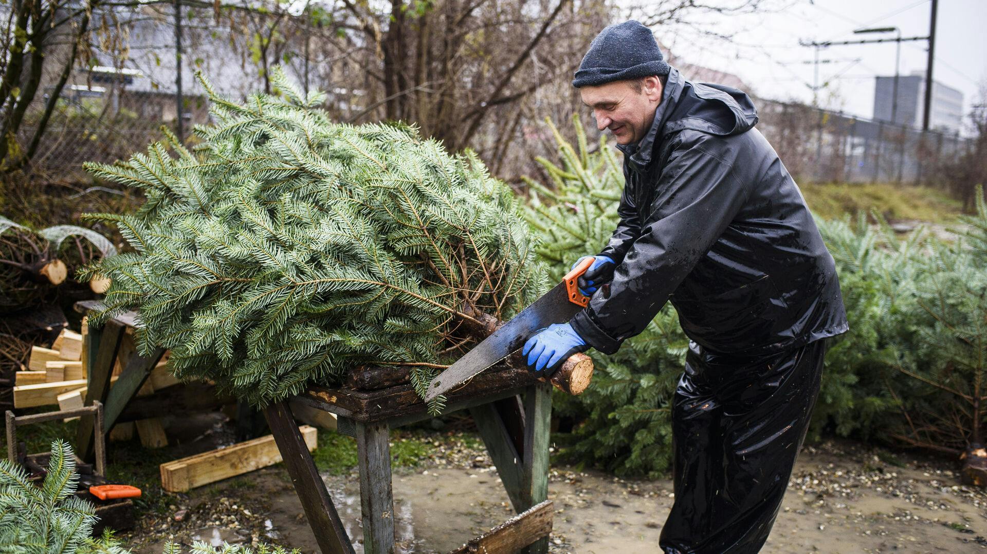 Der er så sandelig prisforskel på juletræer rundt om i landet.