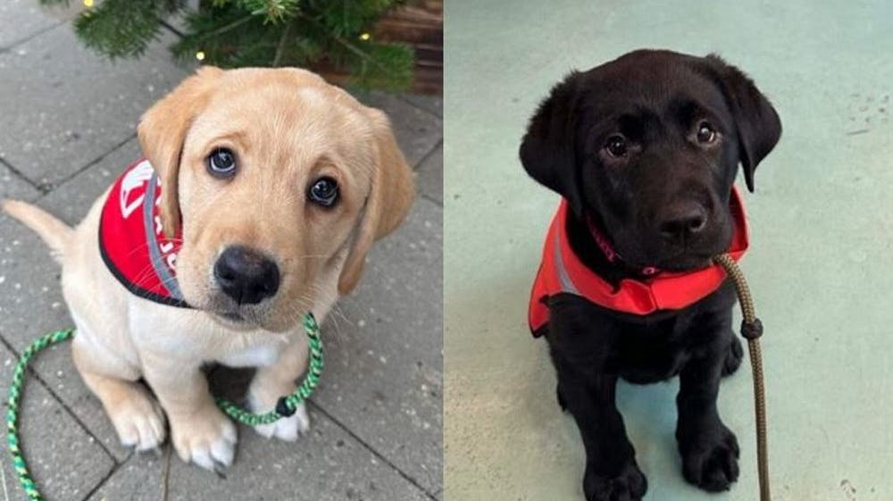 De to servicehundehvalpe Carlo og Luna er nu flyttet ind i Jyderup Fængsel. 