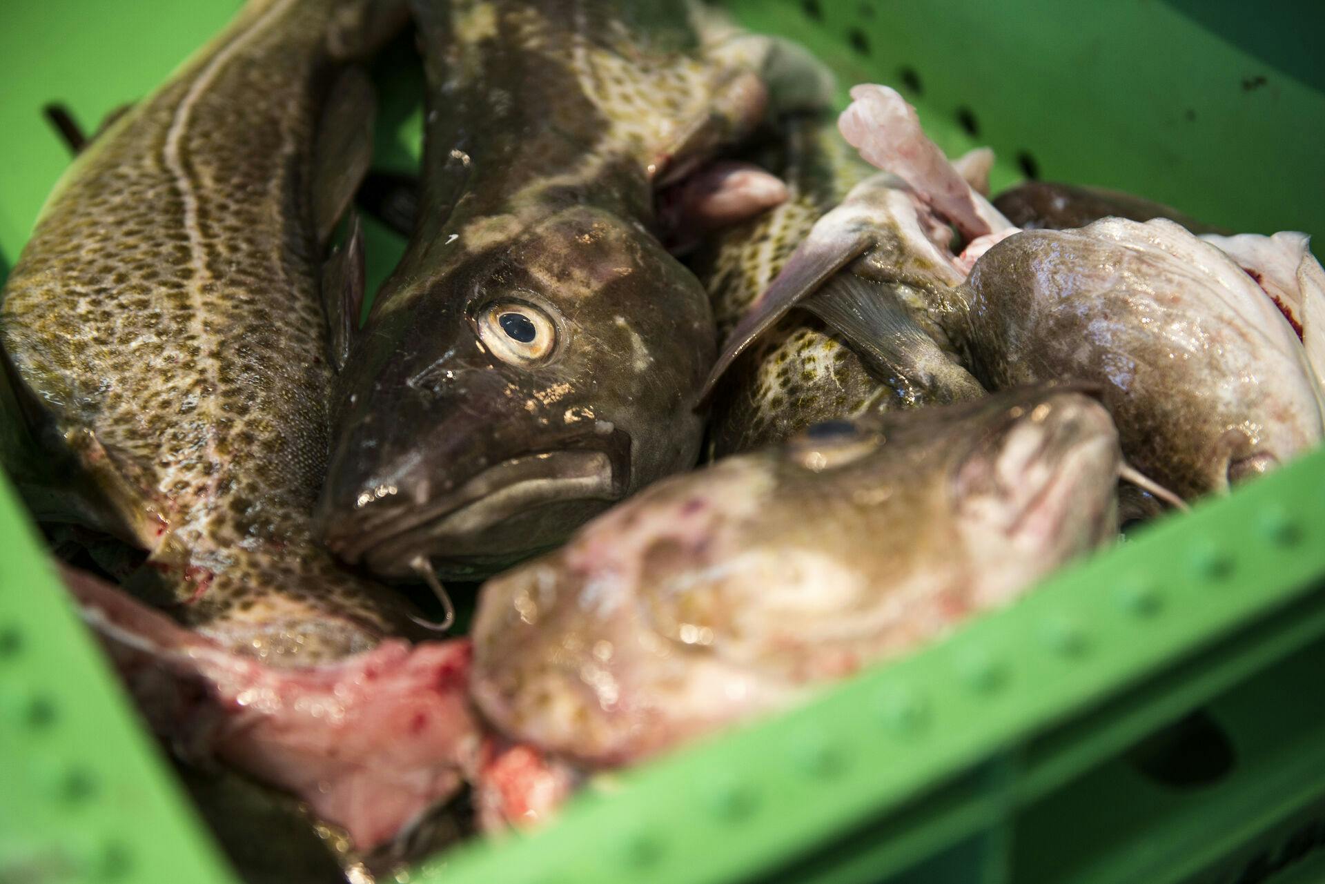 Mange dage med blæsevejr har betydet mindre fangster af frisk torsk - og en voldsom prisstigning på den populære spise.