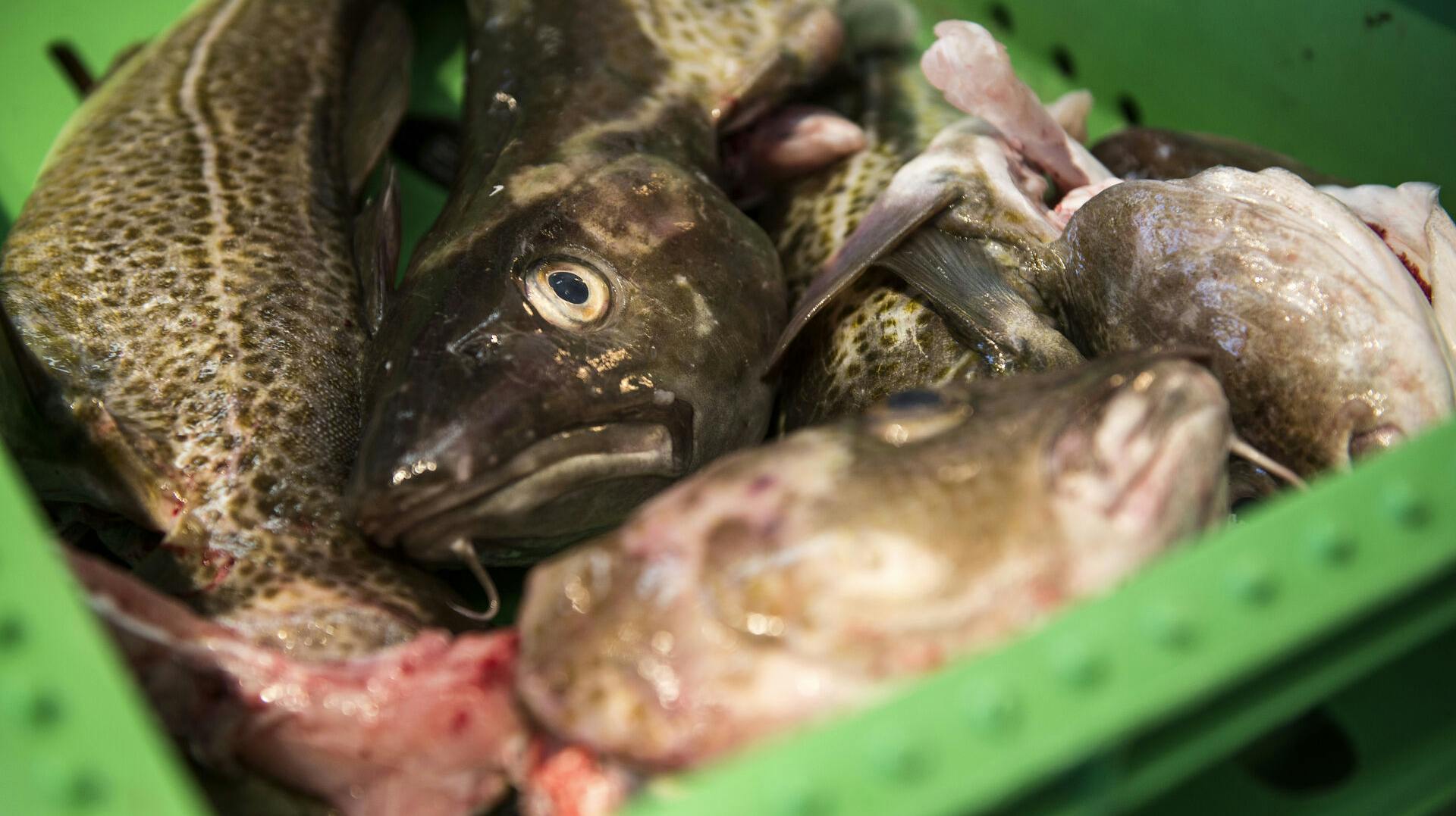 Mange dage med blæsevejr har betydet mindre fangster af frisk torsk - og en voldsom prisstigning på den populære spise.