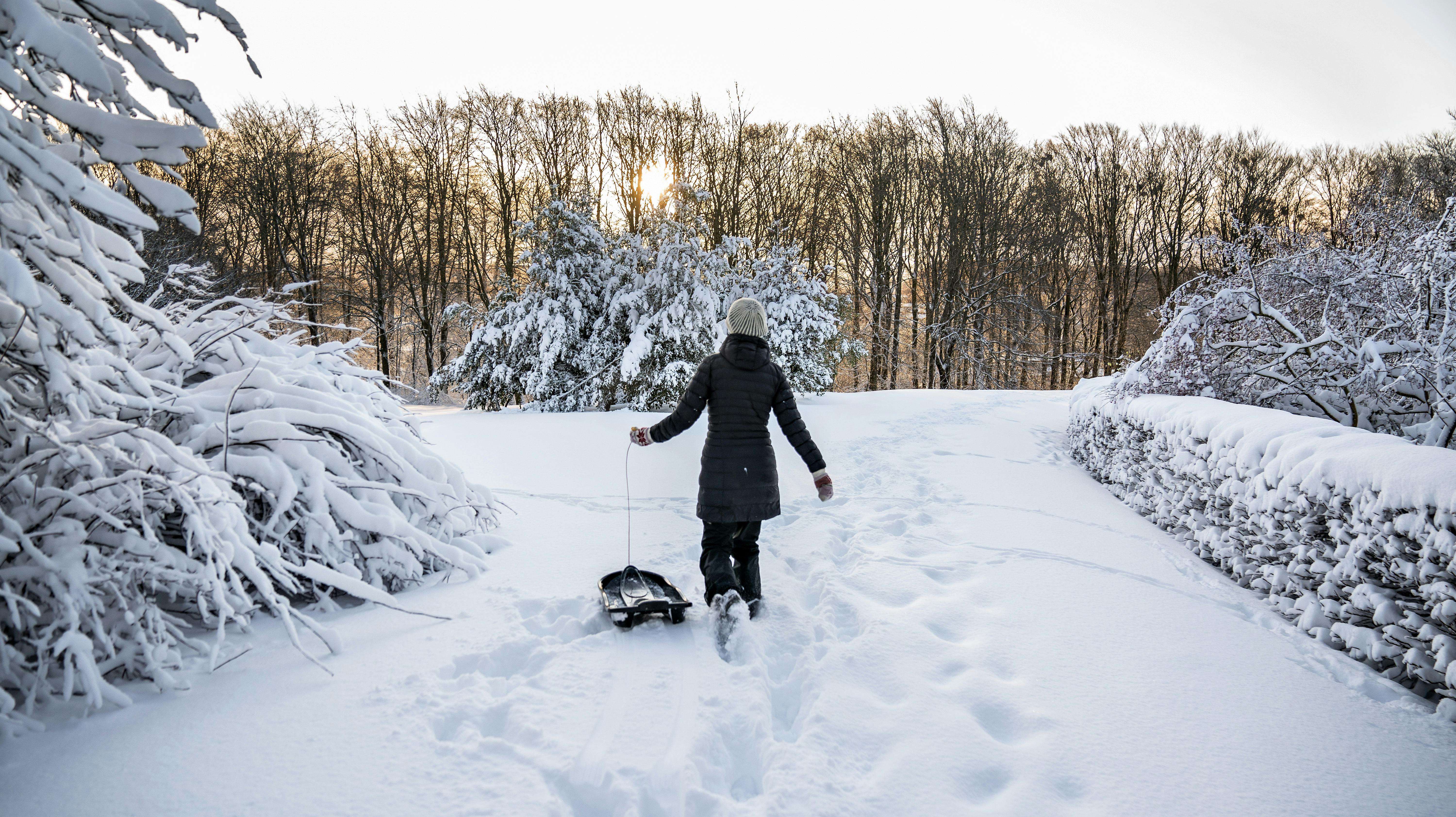 Sneen har sat sit præg på træerne i Mølleparken og det er tid til at finde kælkene frem morgenen efter snestormen i Aalborg, torsdag den 2. december 2021. (Foto: Henning Bagger/Ritzau Scanpix)