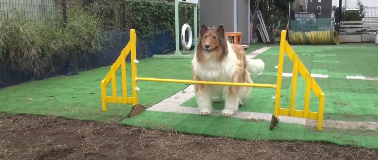 Japanske Toko – der har brugt over 100.000 kroner på at forvandle sig til en hund – har nu vist sine evner på en agilitybane.&nbsp;