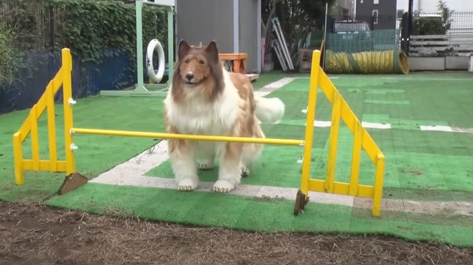 Japanske Toko – der har brugt over 100.000 kroner på at forvandle sig til en hund – har nu vist sine evner på en agilitybane. 