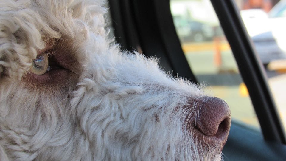 Efterlad ikke din hund i en kold bil for længe. Sådan lyder det fredag morgen fra Dyrenes Beskyttelse, efter kulden har ramt Danmark.
