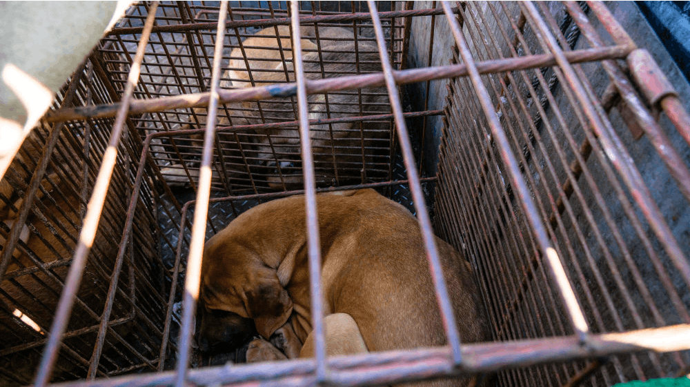 Vrede hundeavlere medbragte hunde i bure, da de sidste år demonstrerede mod det forbud mod at spise hunde, som nu er tæt på at blive vedtaget. 