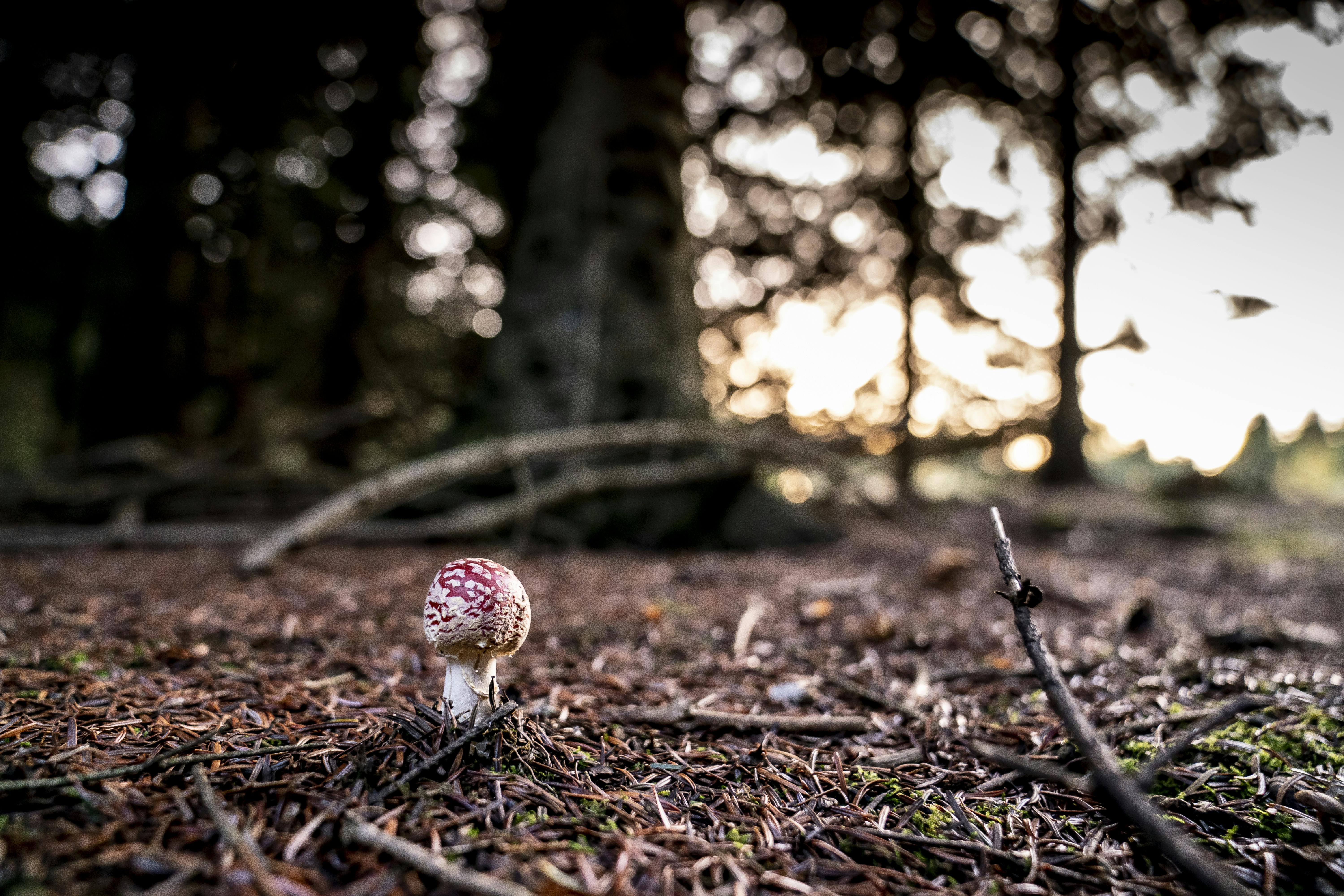 Efterår og skovbund med rød fluesvamp nær Præsteskov på Stevns, lørdag den 23. oktober 2021.. (Foto: Mads Claus Rasmussen/Ritzau Scanpix)