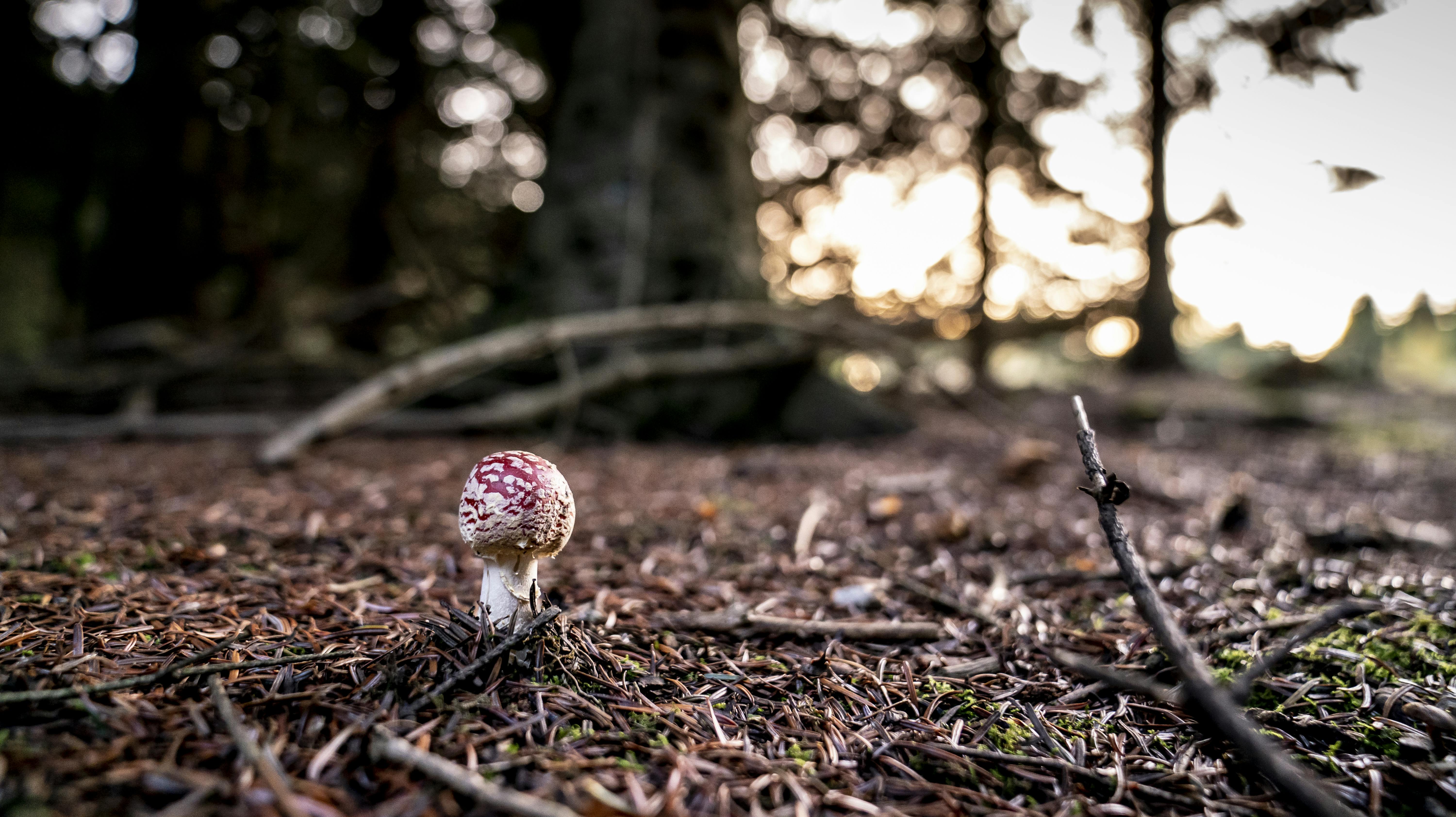 Efterår og skovbund med rød fluesvamp nær Præsteskov på Stevns, lørdag den 23. oktober 2021.. (Foto: Mads Claus Rasmussen/Ritzau Scanpix)