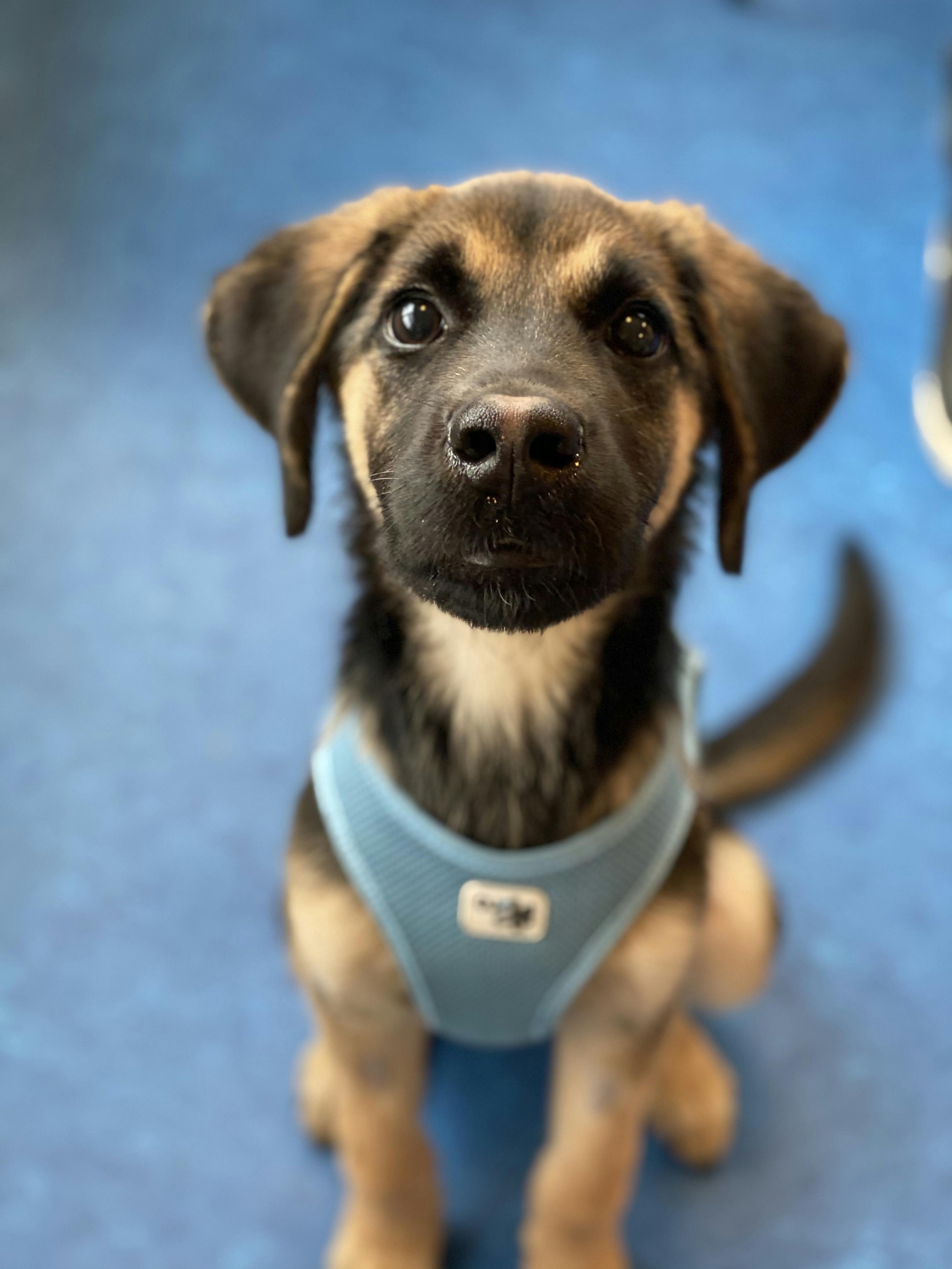 https://imgix.seoghoer.dk/2024-01-11/cute-kopi-002.jpeg