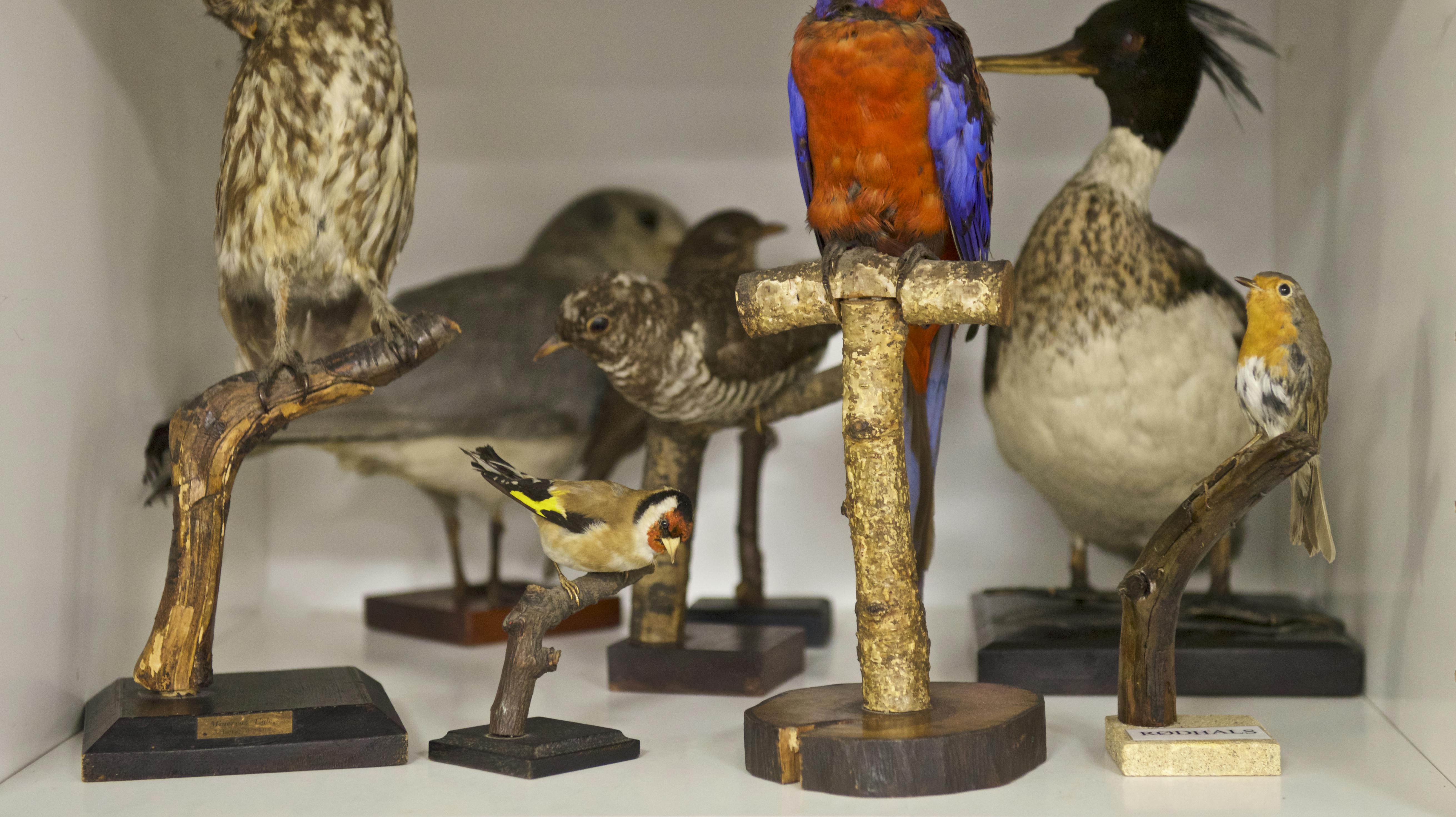 Historien melder ikke noget om, hvilke dyrehoveder tyvene er løbet med.