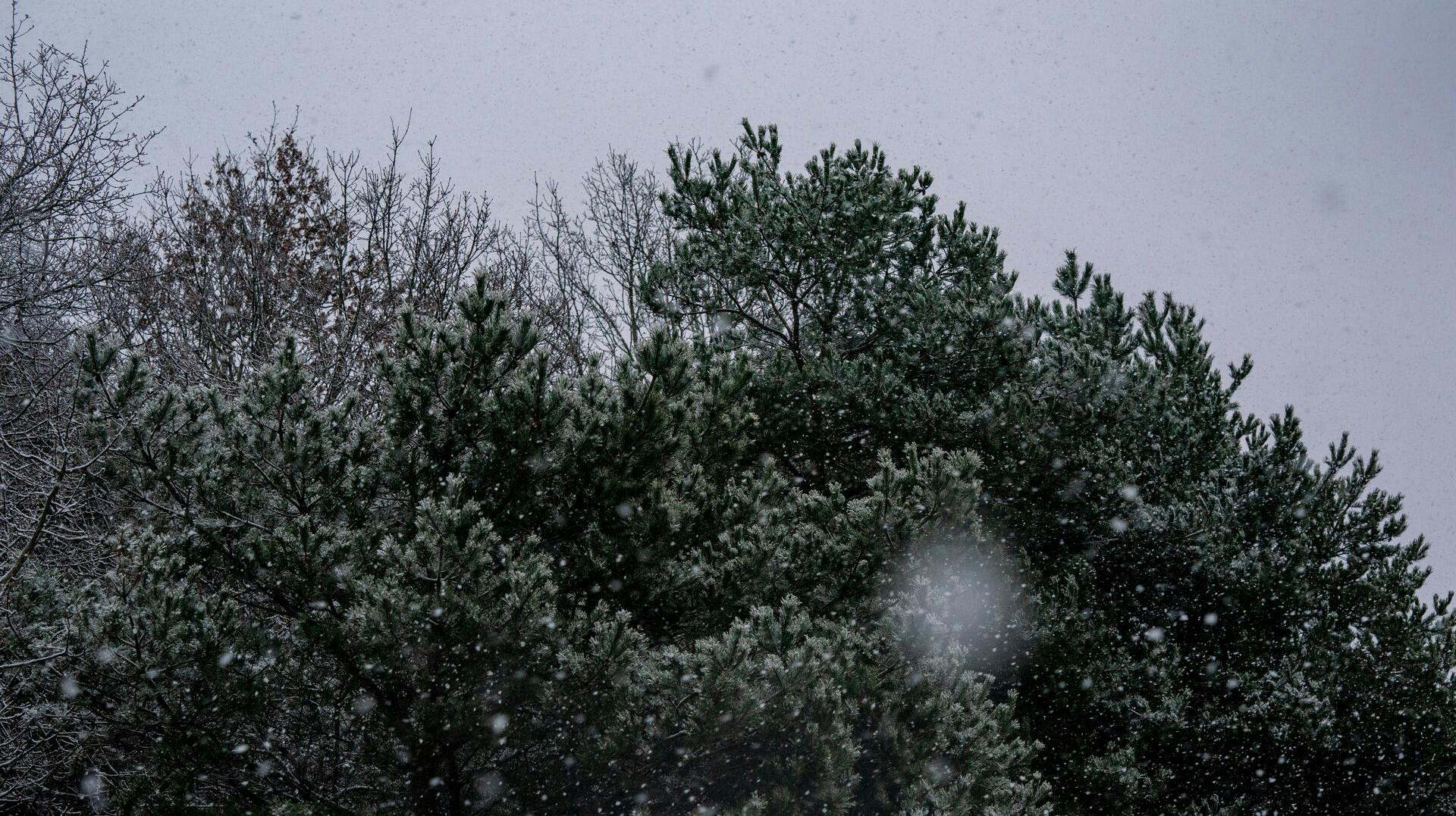Snevejr i Tibirke Bakker, fredag den 18. februar 2022. Stormvejr blæser ind over landet senere fredag aften og lørdag. (Foto: Ida Marie Odgaard/Ritzau Scanpix)