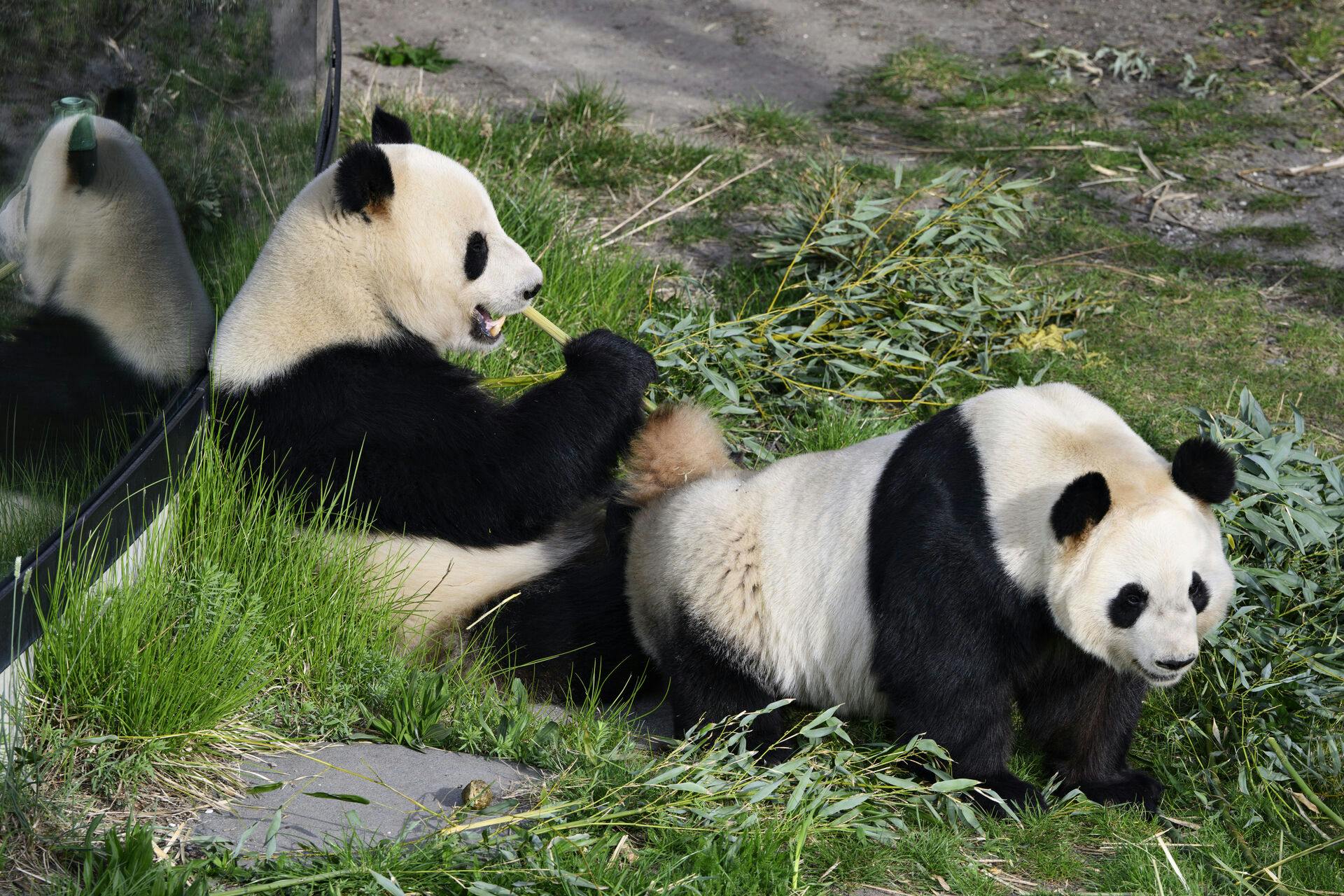 Pandaerne i zoo er blevet sat sammen i håbet om parring søndag den 24 april 2022. Pandaerne i Københavns Zoo, hannen Xing Er og hunnen Mao Sun, har én gang om året chancen for at parre sig.. (Foto: Philip Davali/Ritzau Scanpix)