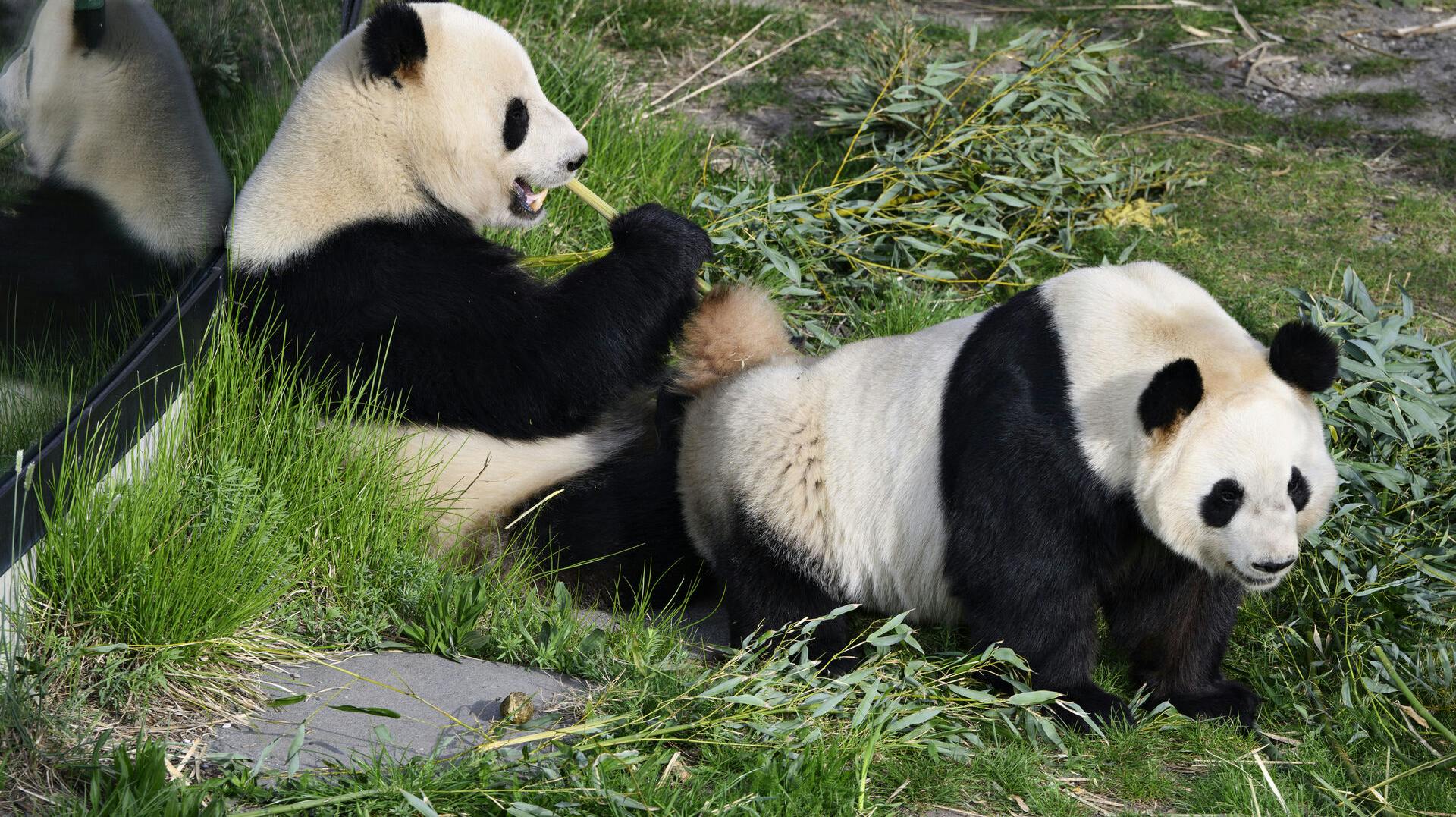 Pandaerne i zoo er blevet sat sammen i håbet om parring søndag den 24 april 2022. Pandaerne i Københavns Zoo, hannen Xing Er og hunnen Mao Sun, har én gang om året chancen for at parre sig.. (Foto: Philip Davali/Ritzau Scanpix)