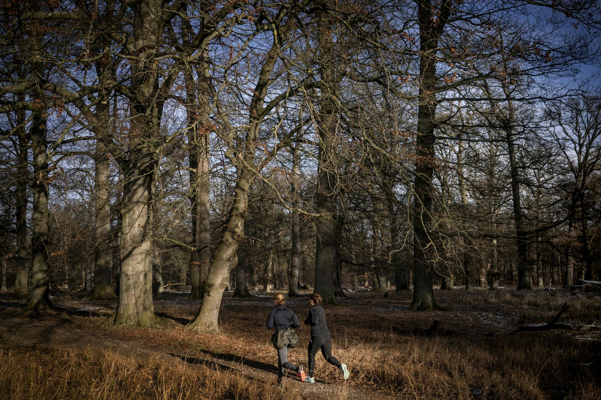 Vinterlandskab med sol og frost i Dyrehaven, Klampenborg mandag den 1 febuar 2021.. (Foto: Liselotte Sabroe/Ritzau Scanpix)