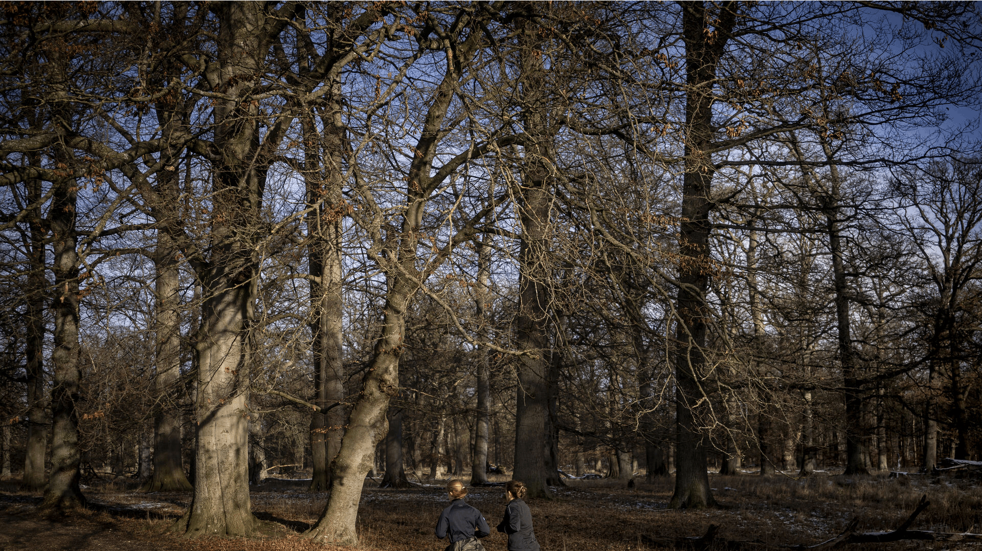 Vinterlandskab med sol og frost i Dyrehaven, Klampenborg mandag den 1 febuar 2021.. (Foto: Liselotte Sabroe/Ritzau Scanpix)