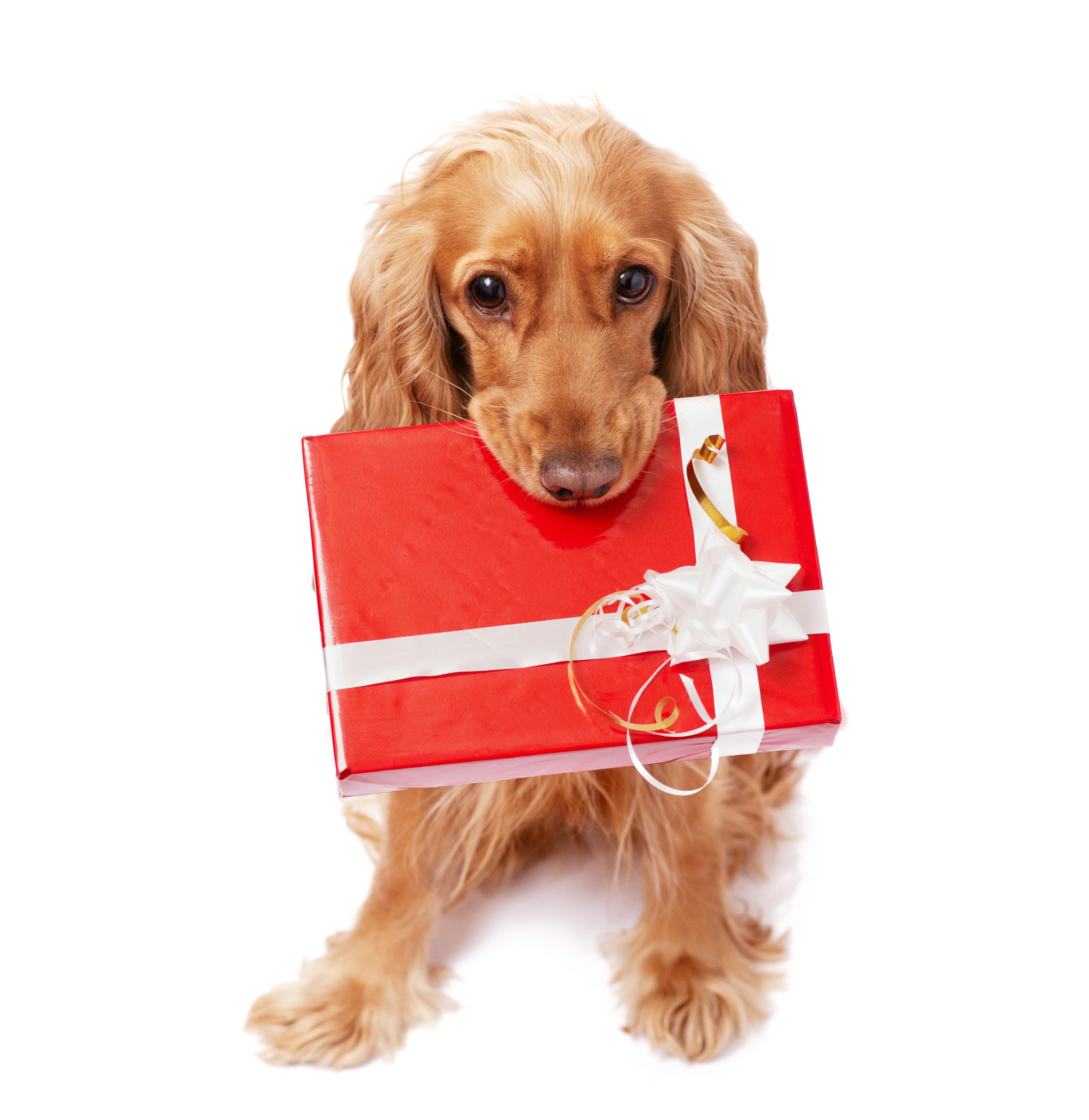 The nice dog is holding a present with the bow