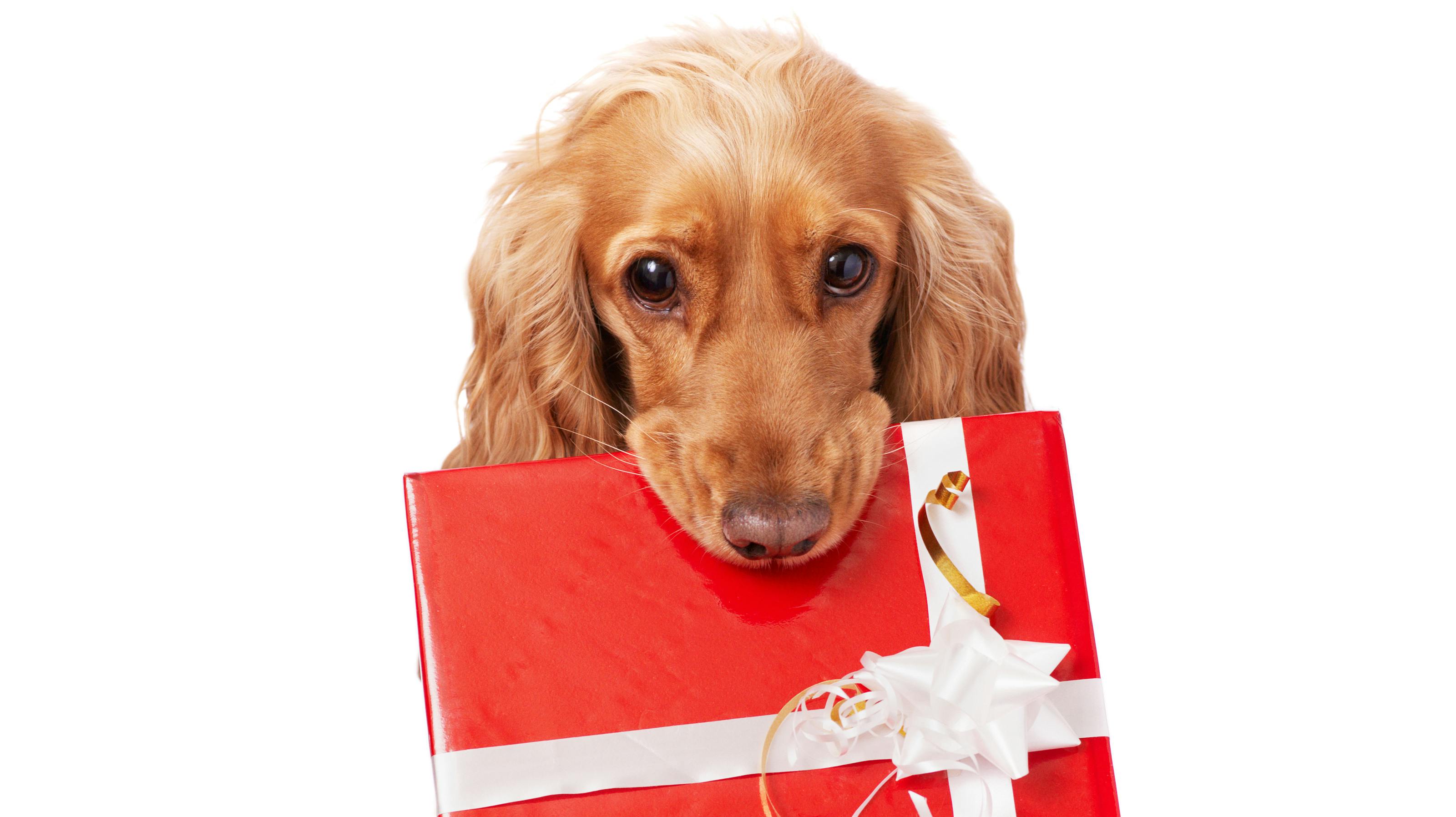 The nice dog is holding a present with the bow