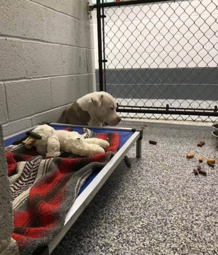 Et hjerteskærende billede viser en forladt hund i en hundekennel.&nbsp;