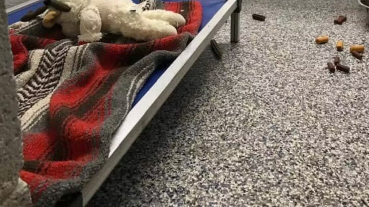 Et hjerteskærende billede viser en forladt hund i en hundekennel. 