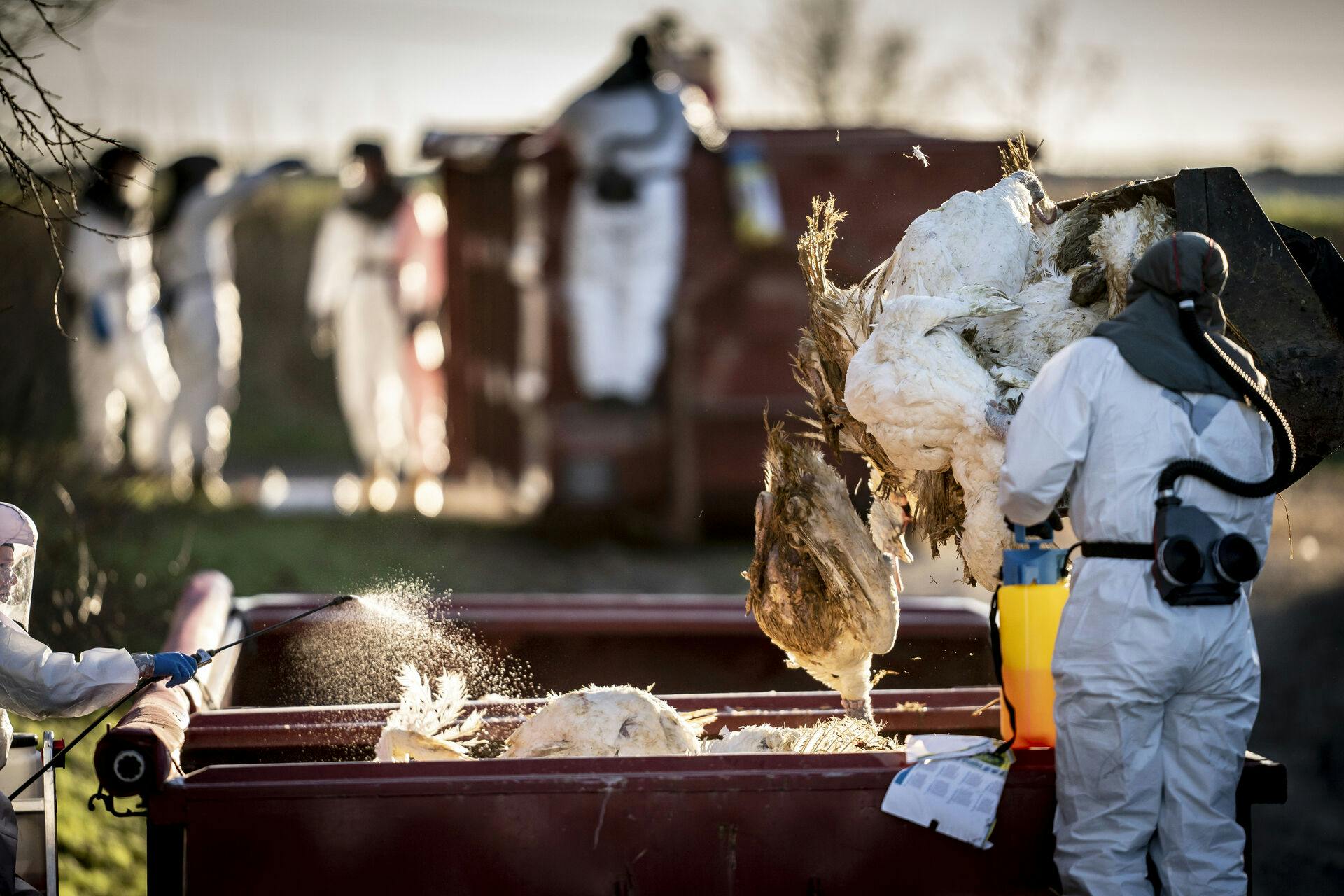 Fødevarestyrelsen begynder at aflive 27.000 kalkuner søndag, efter fund af fugleinfluenza.