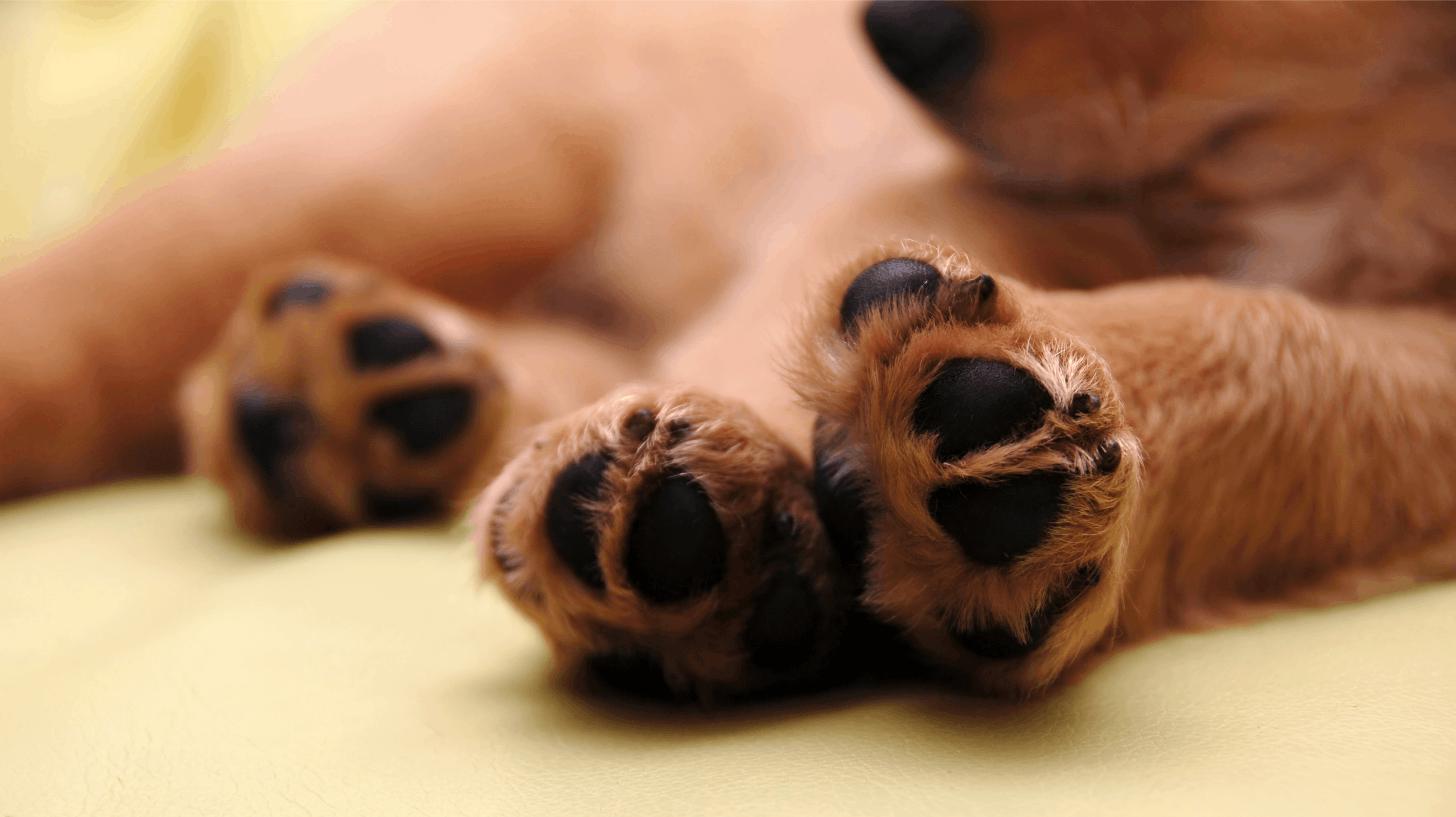 Dyrenes Beskyttelse anmeldte sidste år i alt 299 dyreejere til politiet for mulige ulovligheder, et rekordhøjt antal.