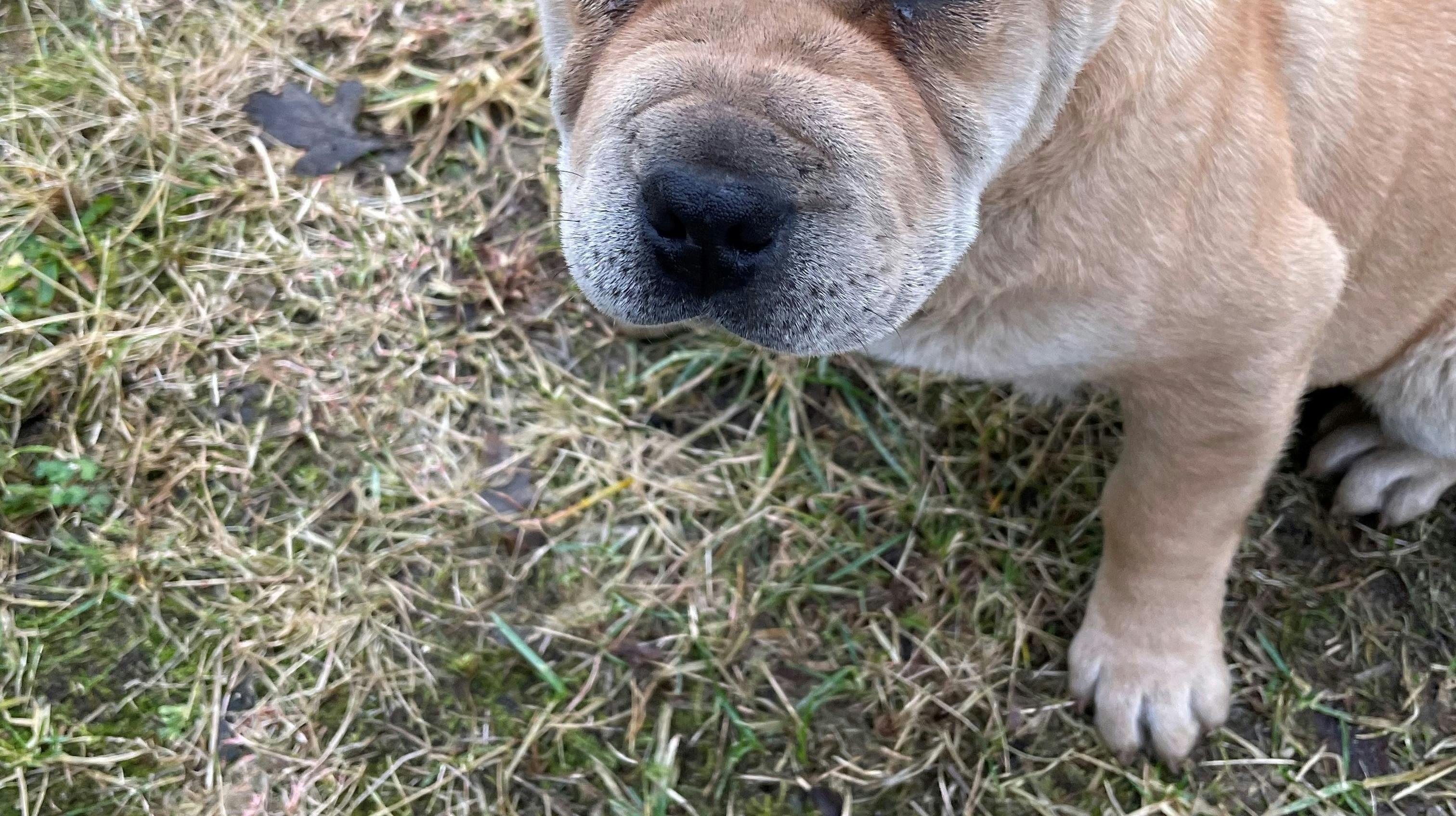 Politiet efterlyser ejeren til to hvalpe, der kan ende med at blive aflivet eller ende på dyreinternat, hvis ikke de bliver hentet.