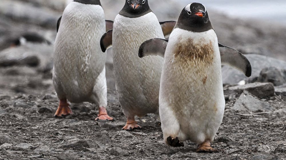 Æselpingvingen er den hurtigste pingvinart med en topfart på 36 kilometer i timen under vandet. (Arkivfoto)