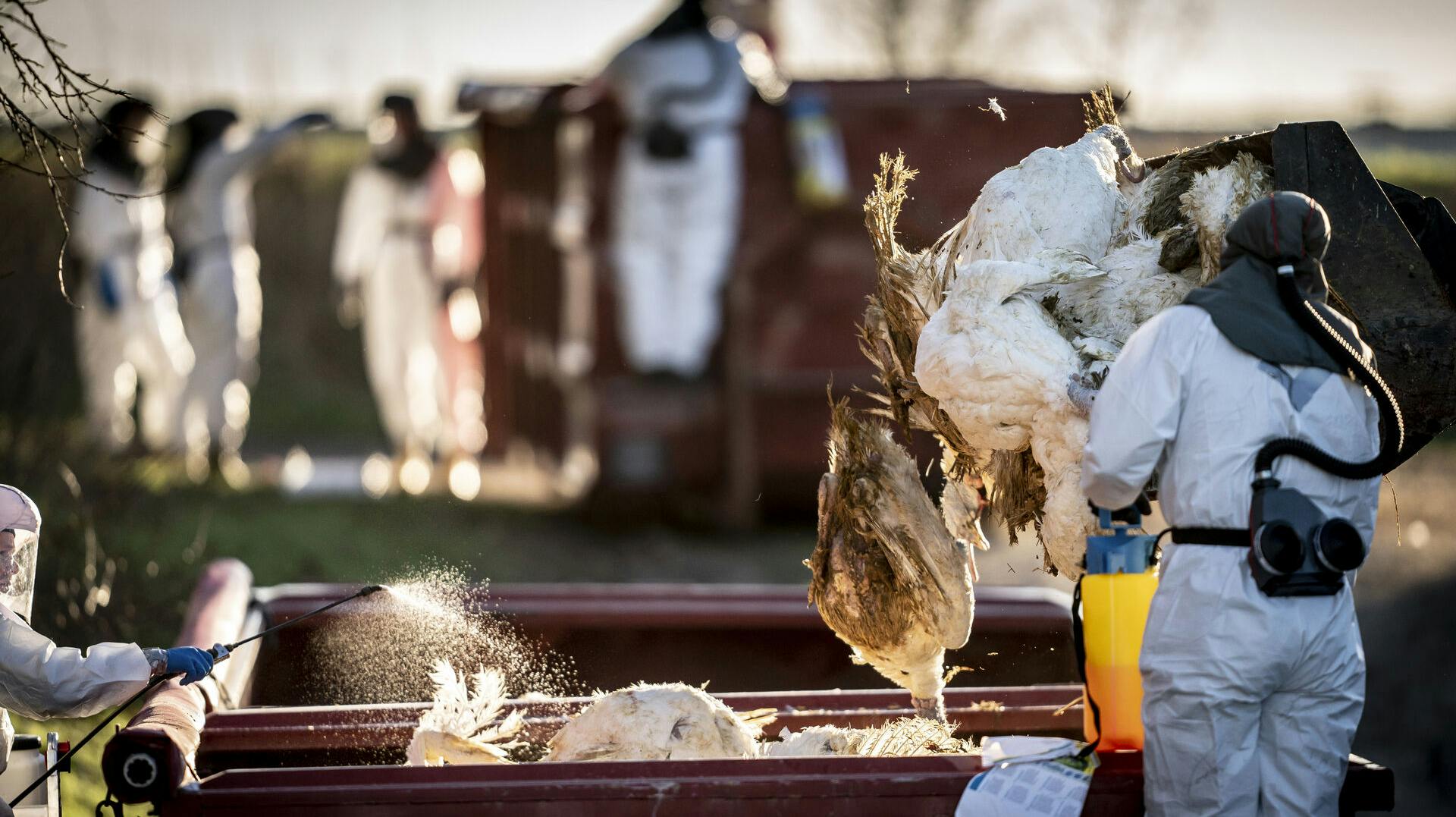 I alt skal der aflives 62.000 fugle. 